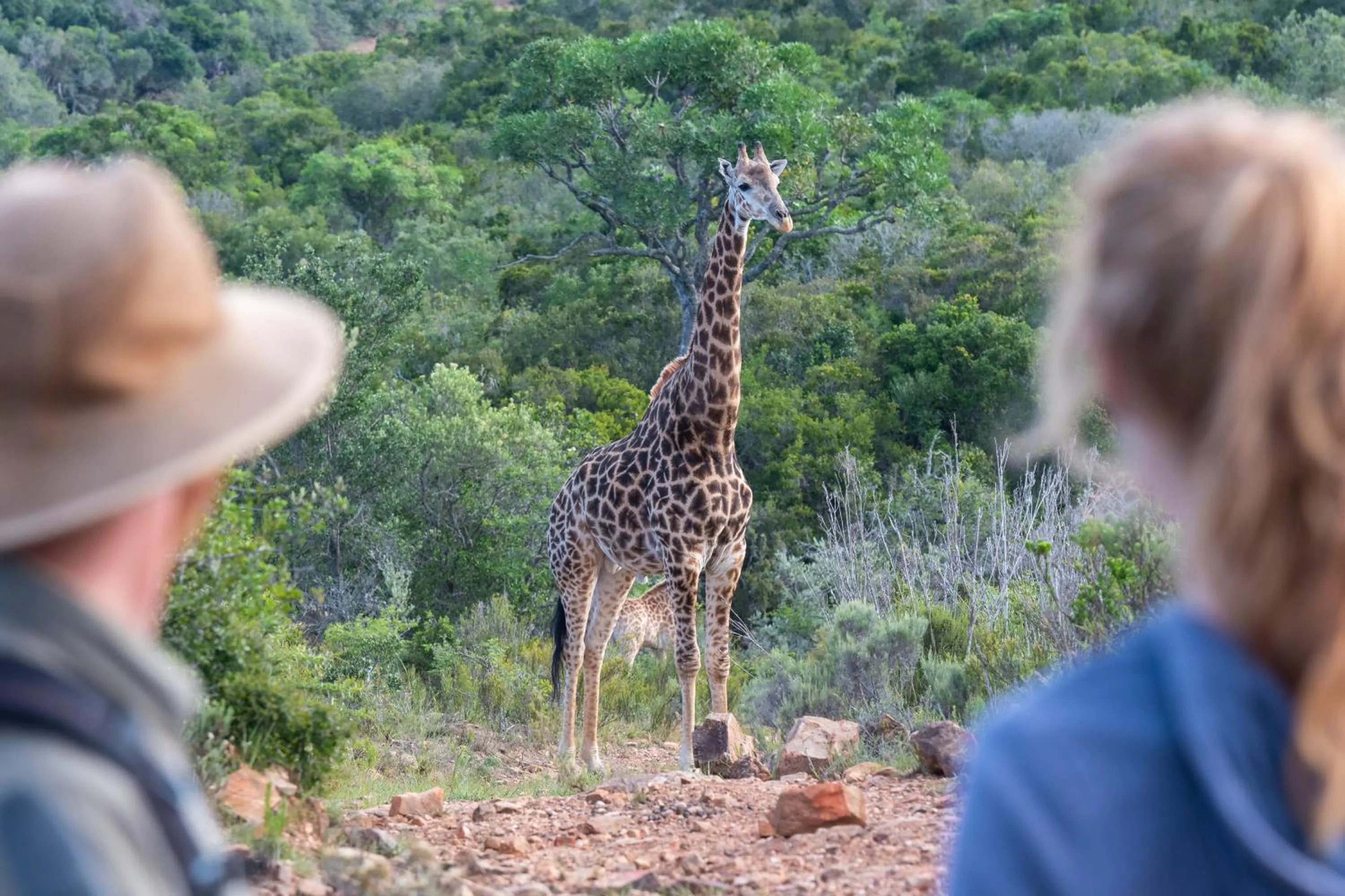 People in Addo Elephant Safari Lodge - Bellevue Forest Reserve