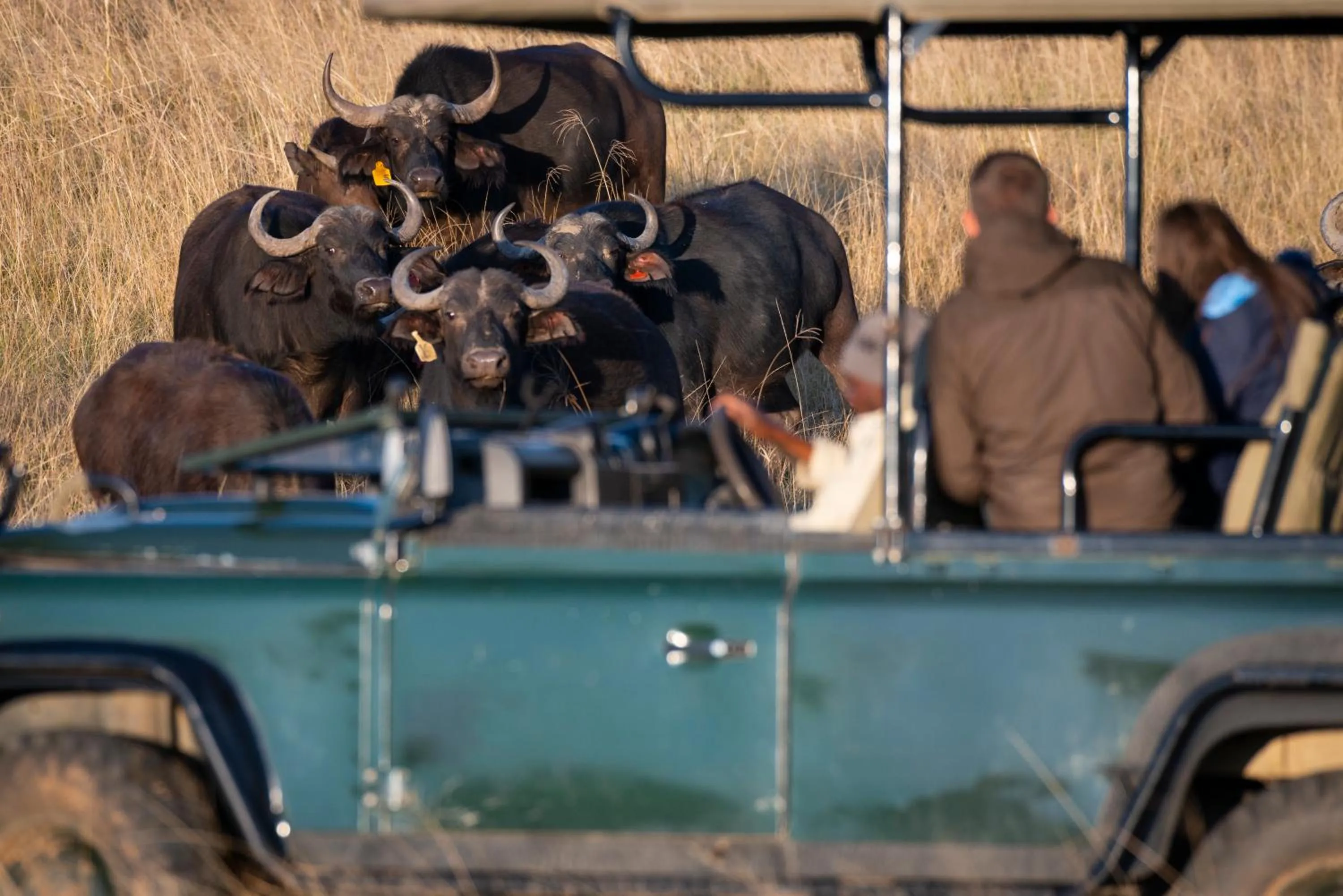 People in Addo Elephant Safari Lodge - Bellevue Forest Reserve