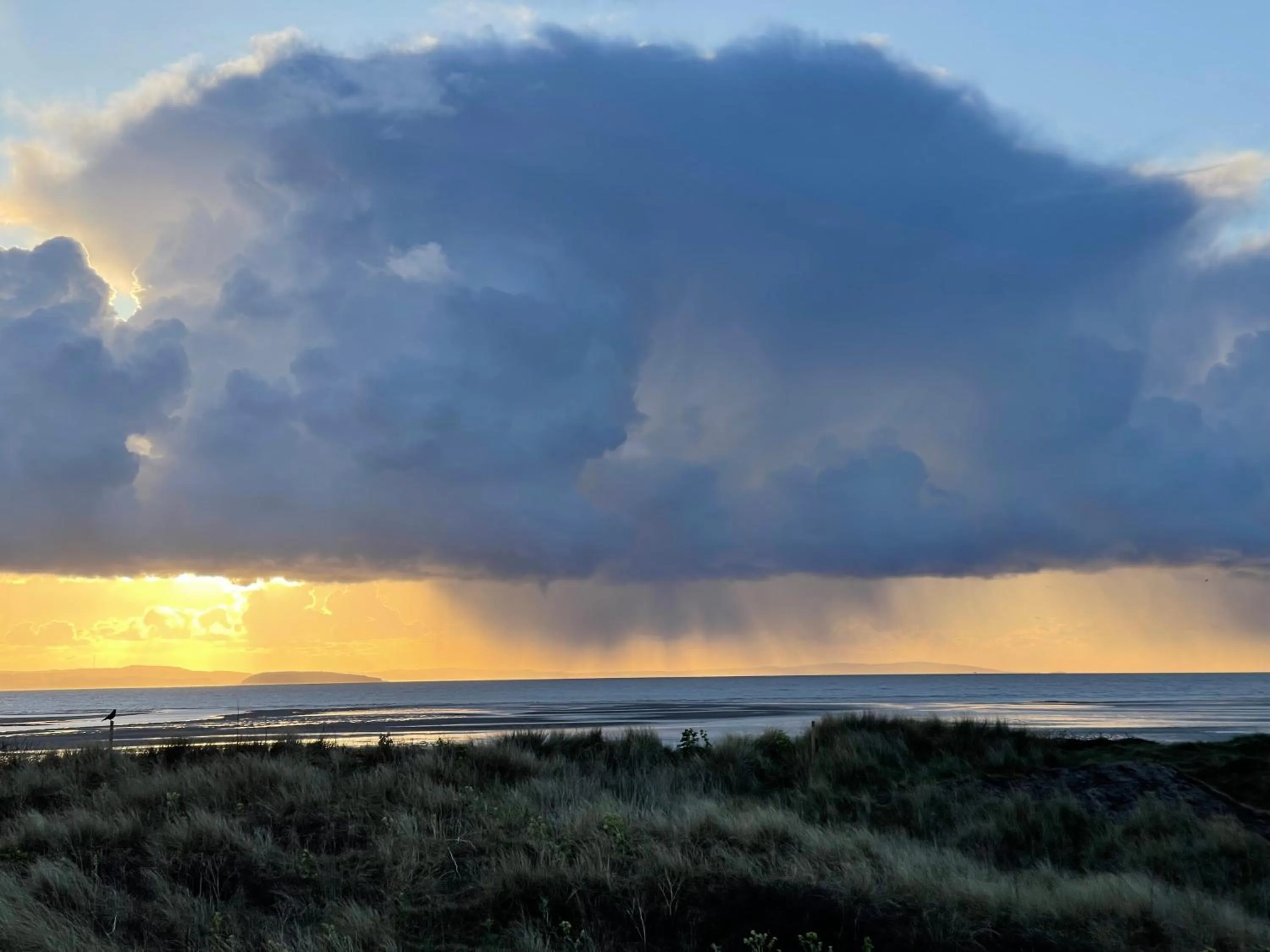 Natural landscape in Merrion Hotel