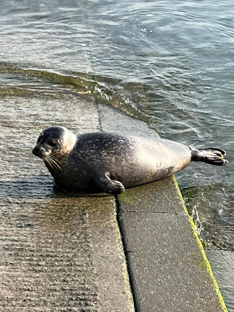 Animals in Merrion Hotel