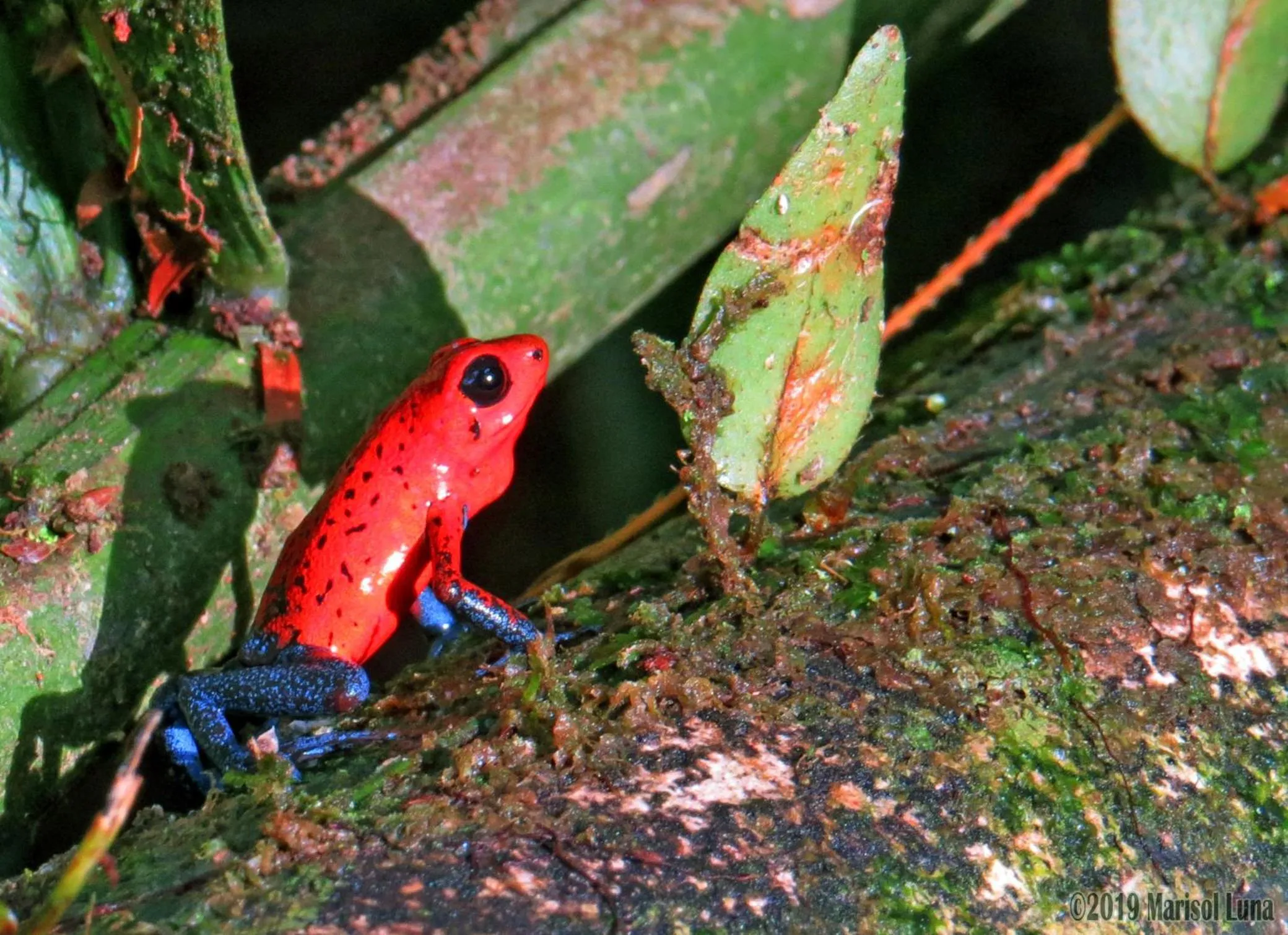 Natural landscape in La Selva Biological Station