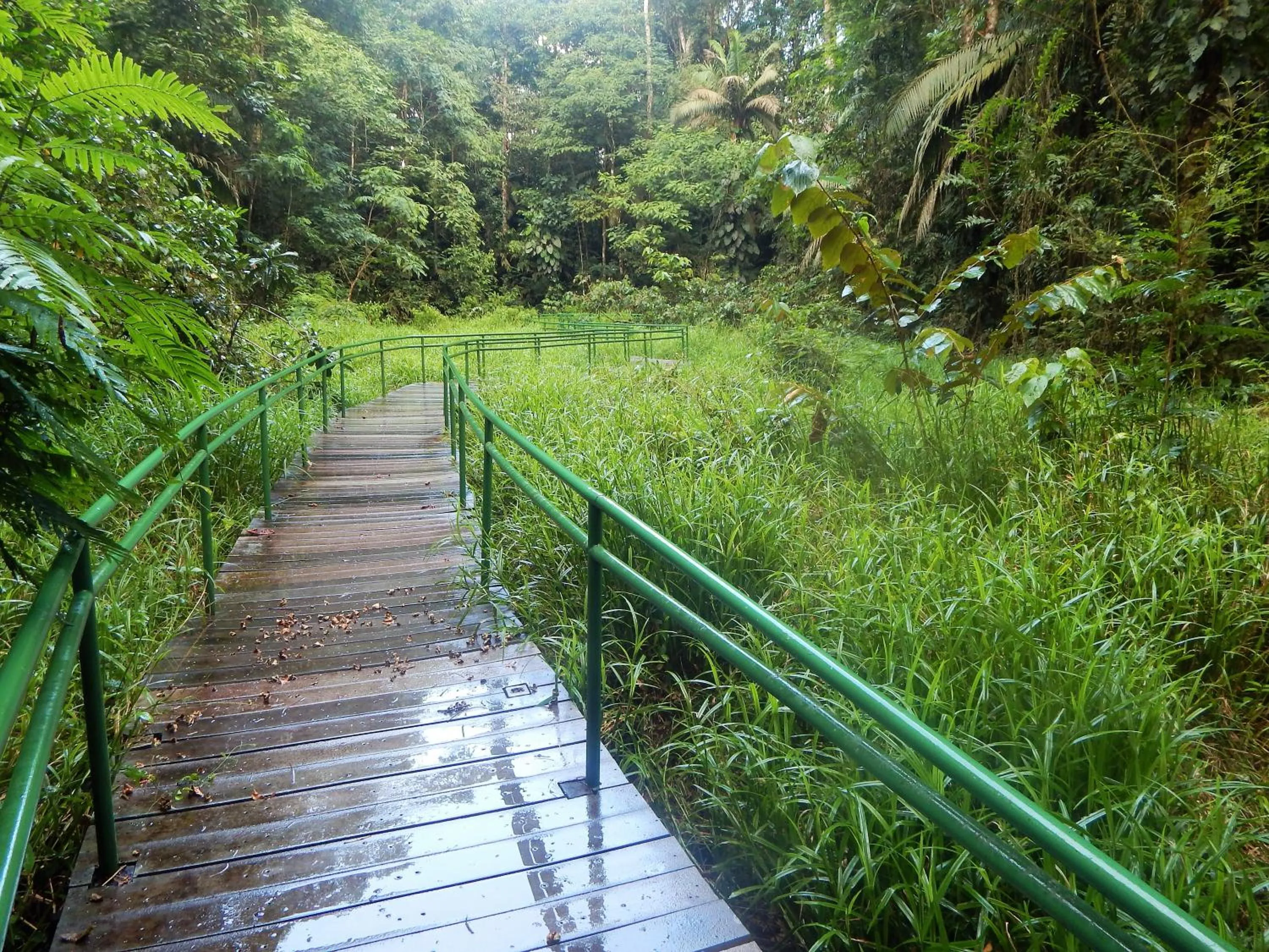 Garden view in La Selva Biological Station