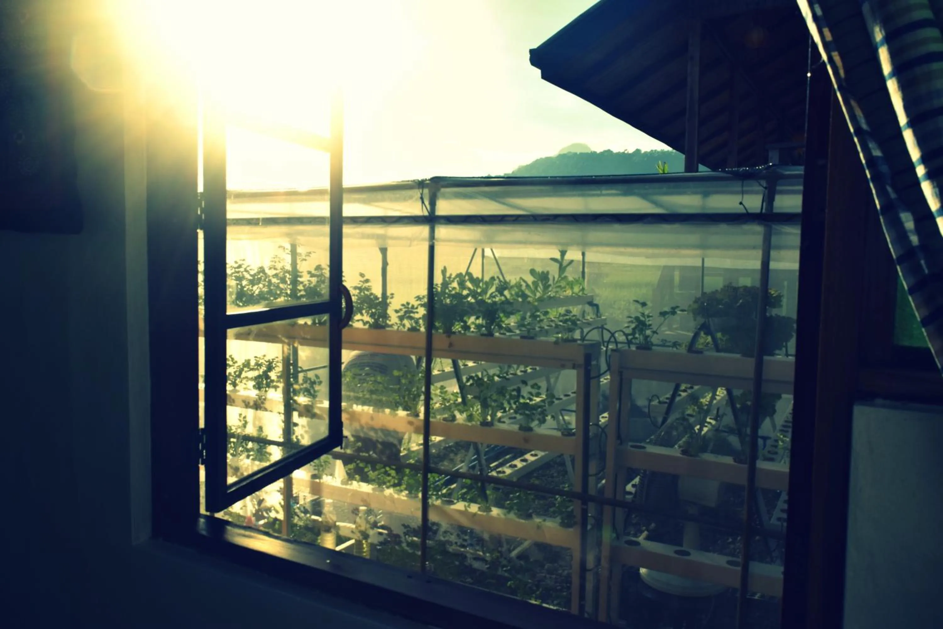 Mountain view in Guerrera Rice Paddy Villas