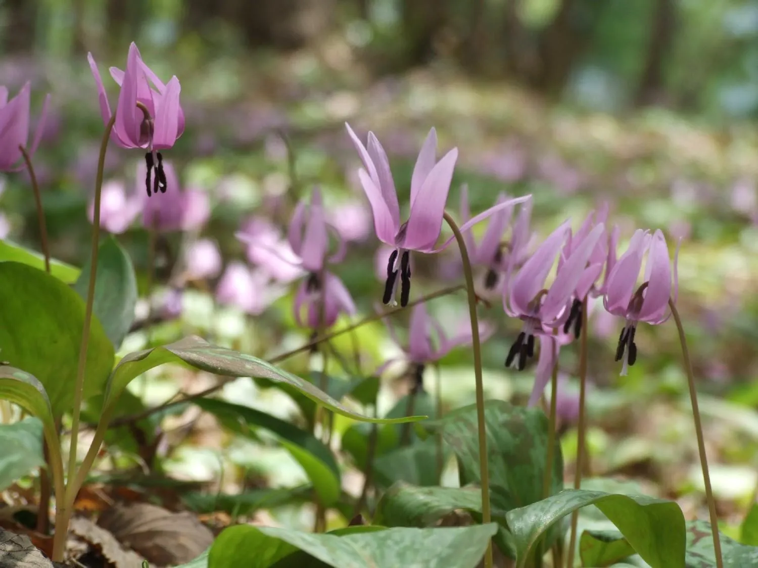 Other in Hotel Kinomezaka