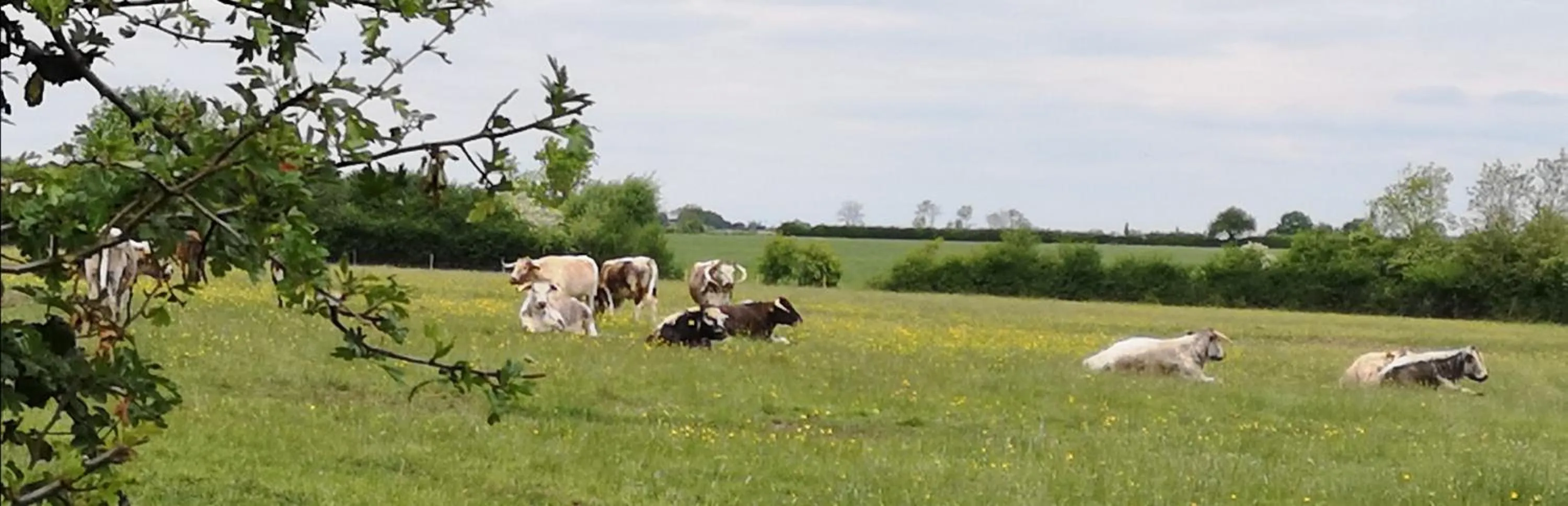 Garden in Brampton Dales Farm