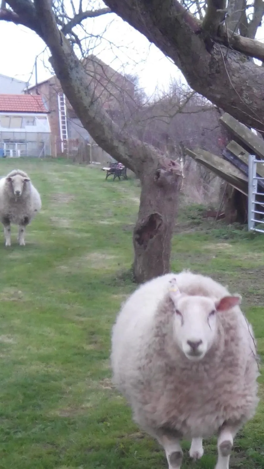 View (from property/room) in Brampton Dales Farm