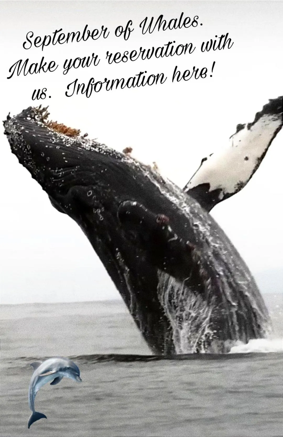 Diving in La Romantica