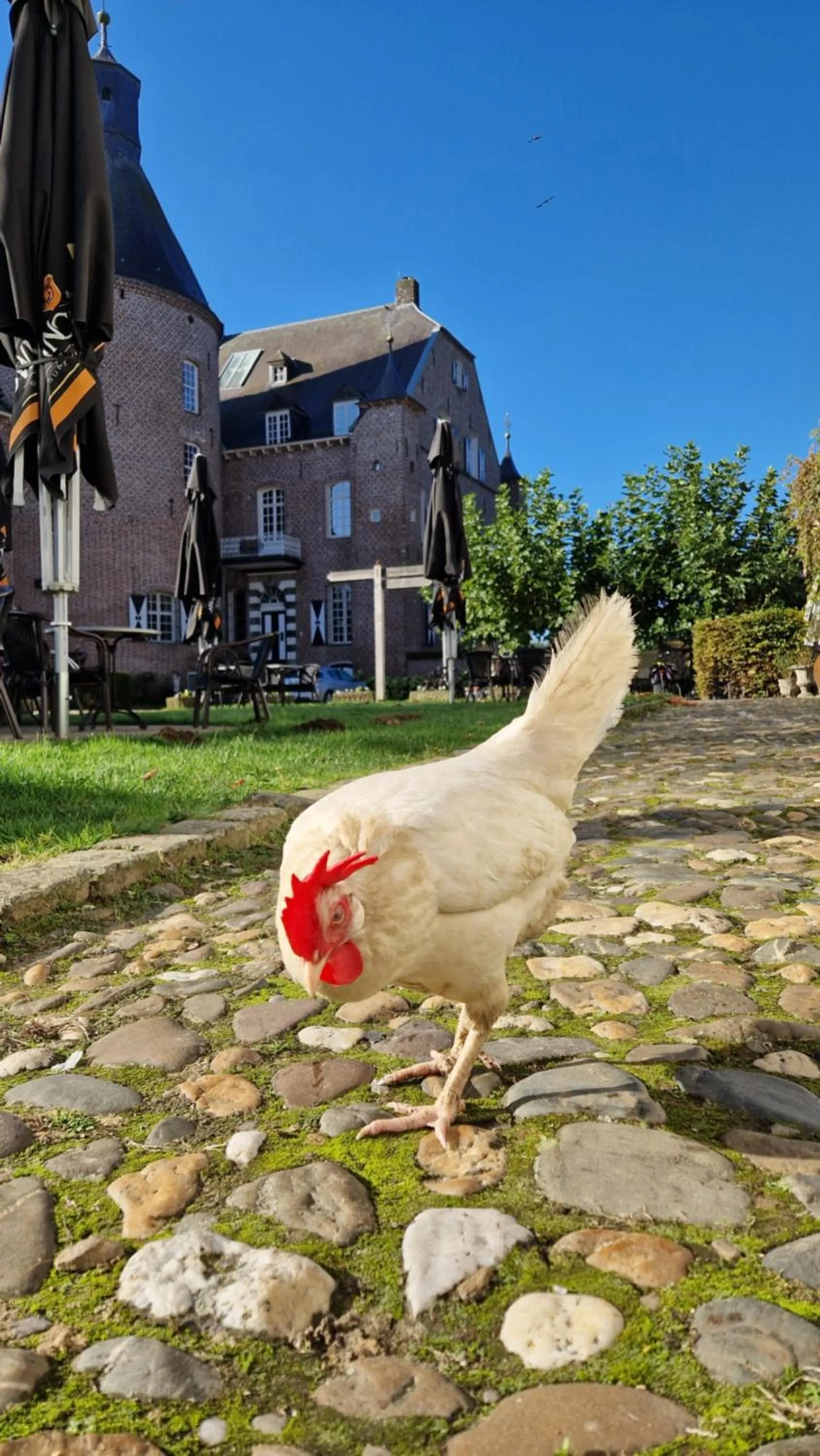 Animals in Kasteel Aldenghoor