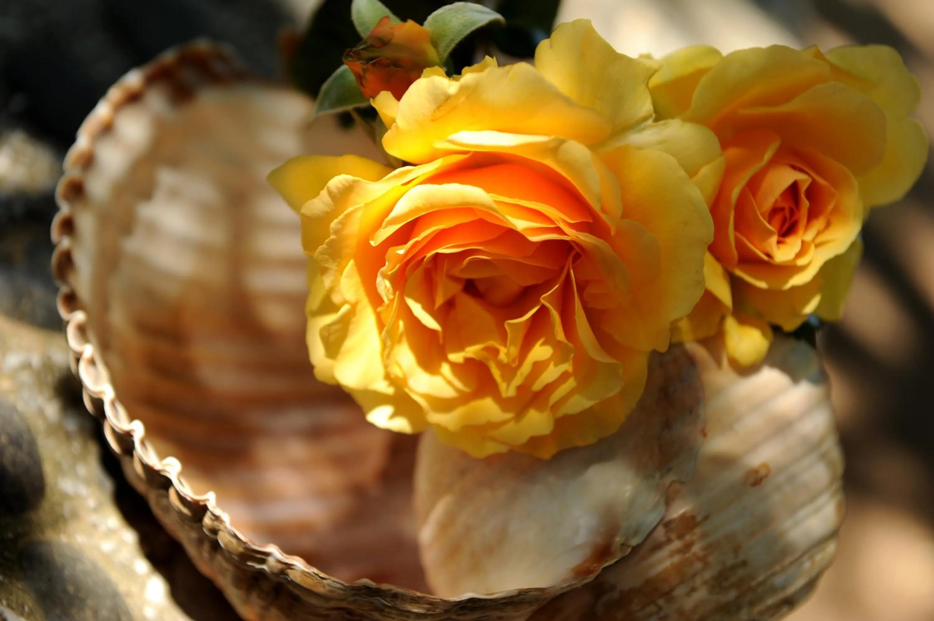 Decorative detail in Delfinia Hotel & Bungalows