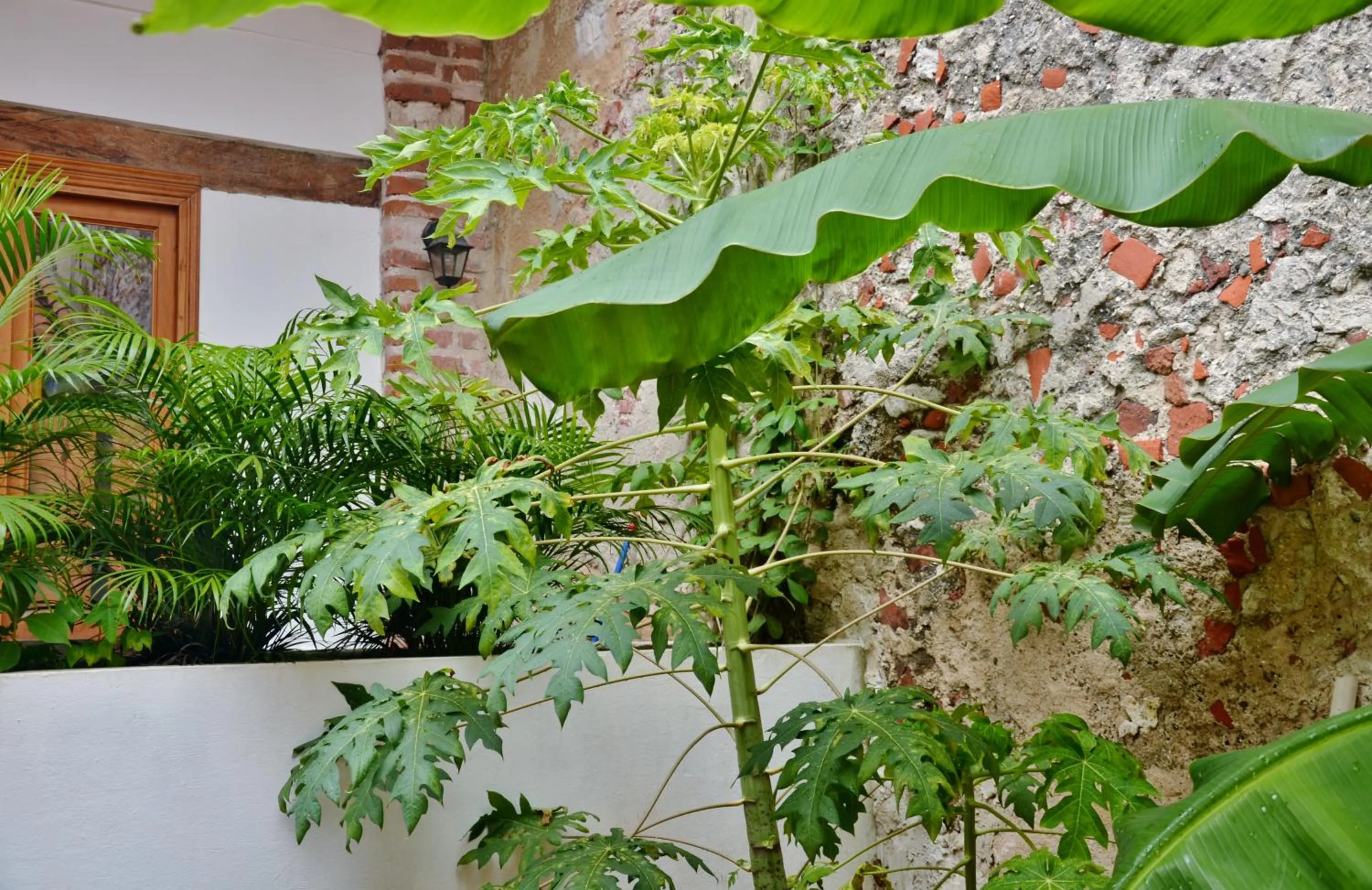 Garden in Casa Be Getsemaní