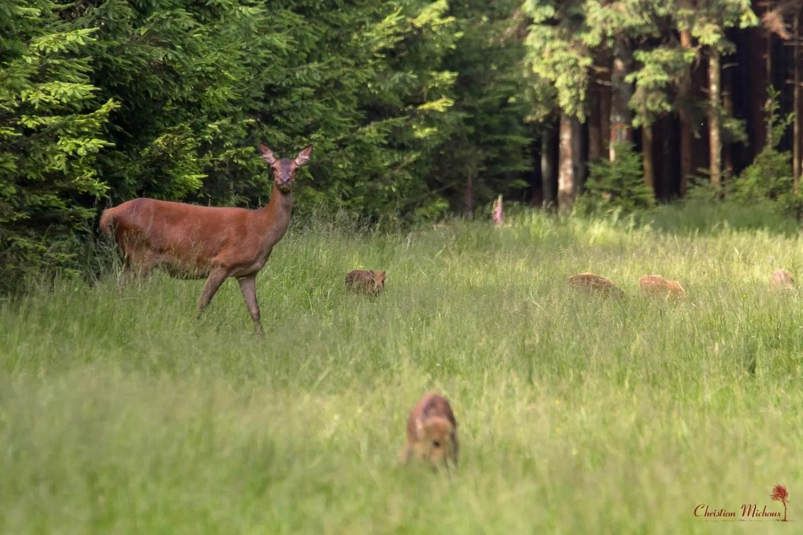 Hiking in Domaine Des Hautes Fagnes