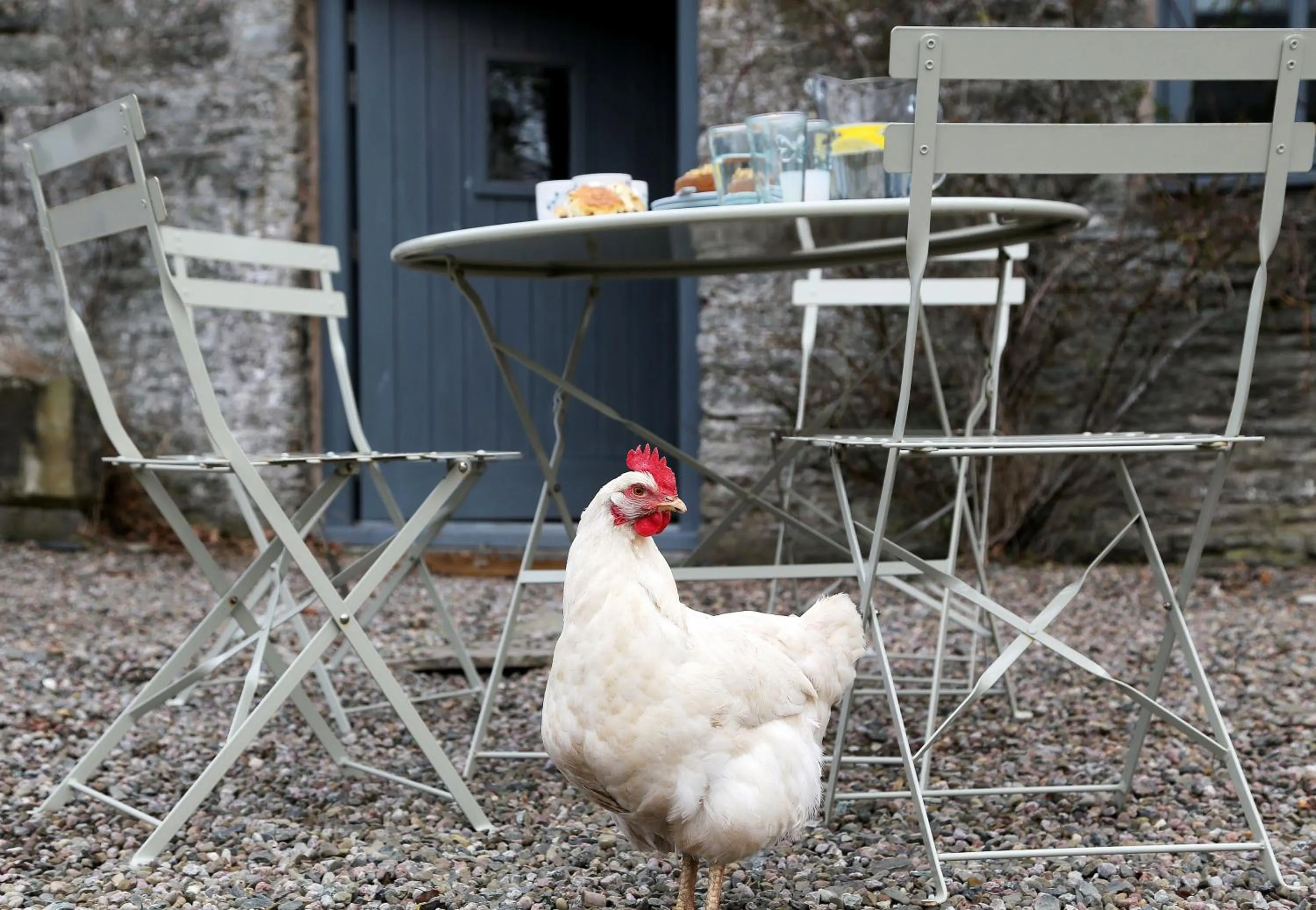 Garden in Drovers Rest Farm Stay