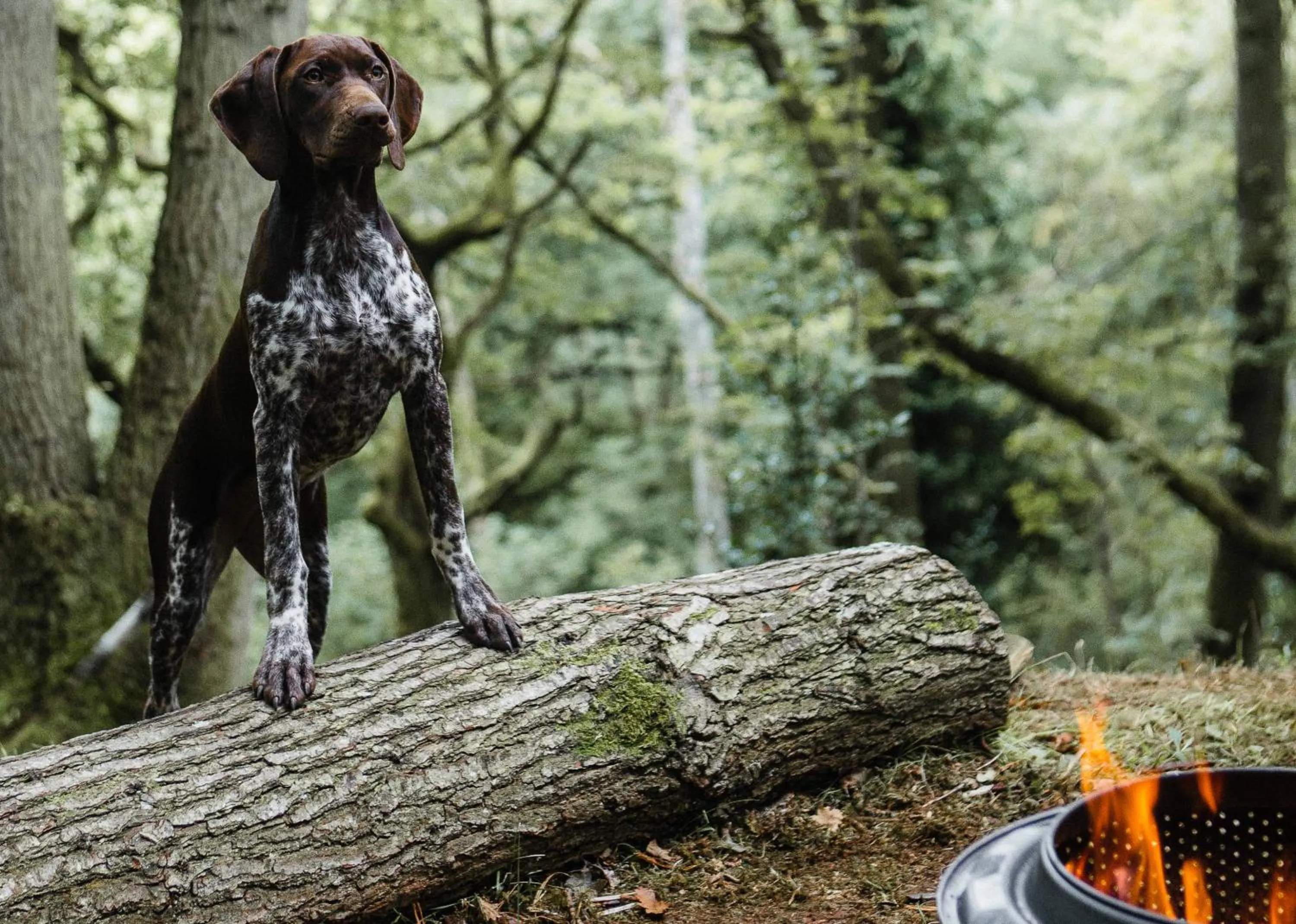 Pets in Drovers Rest Farm Stay