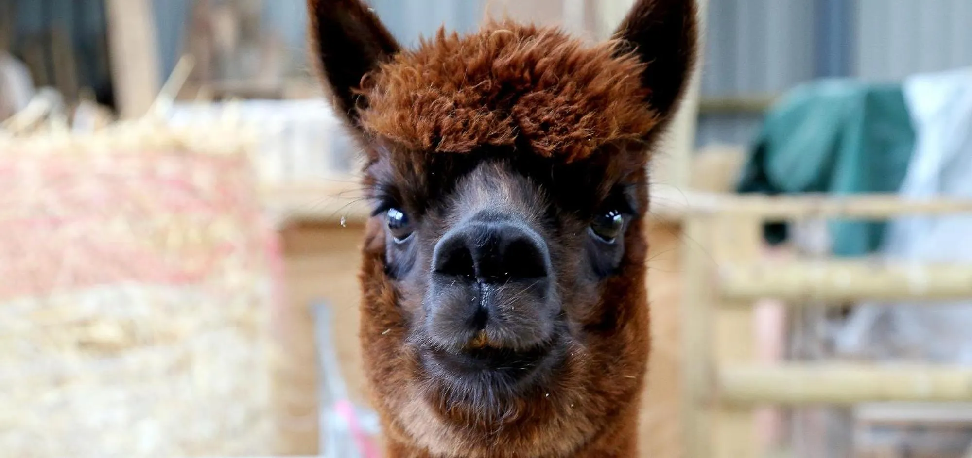 Activities in Drovers Rest Farm Stay