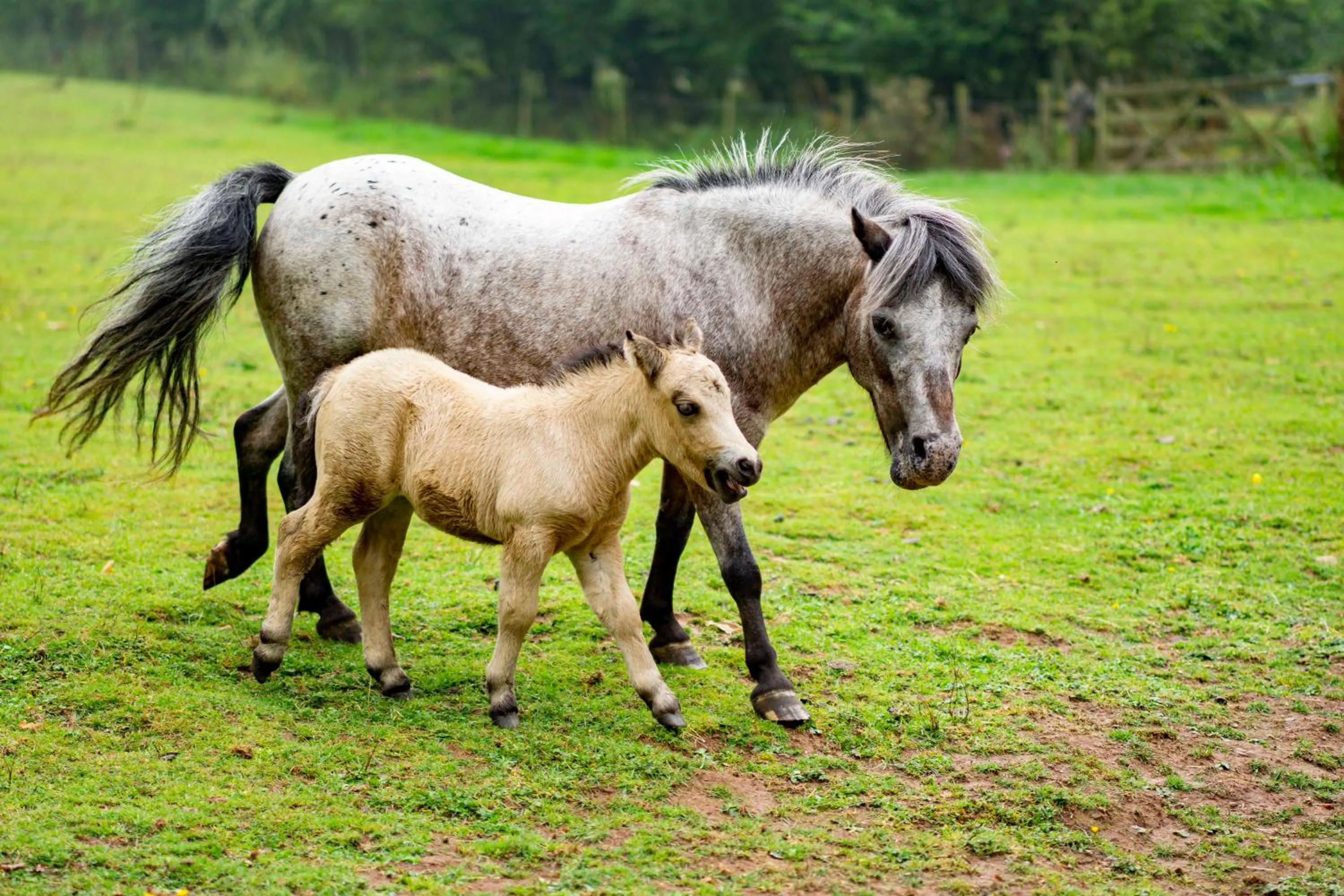 Drovers Rest Farm Stay