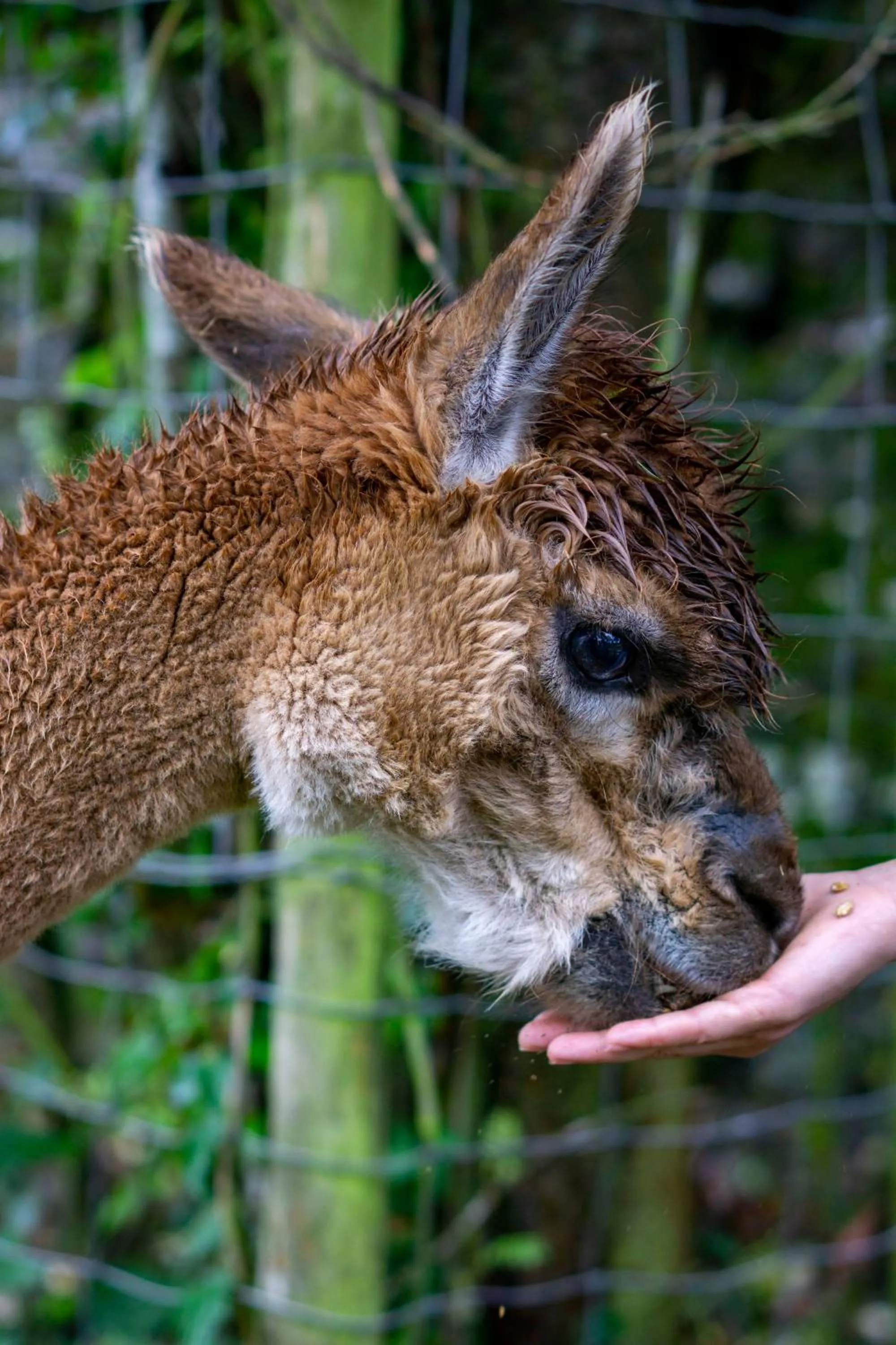 Drovers Rest Farm Stay
