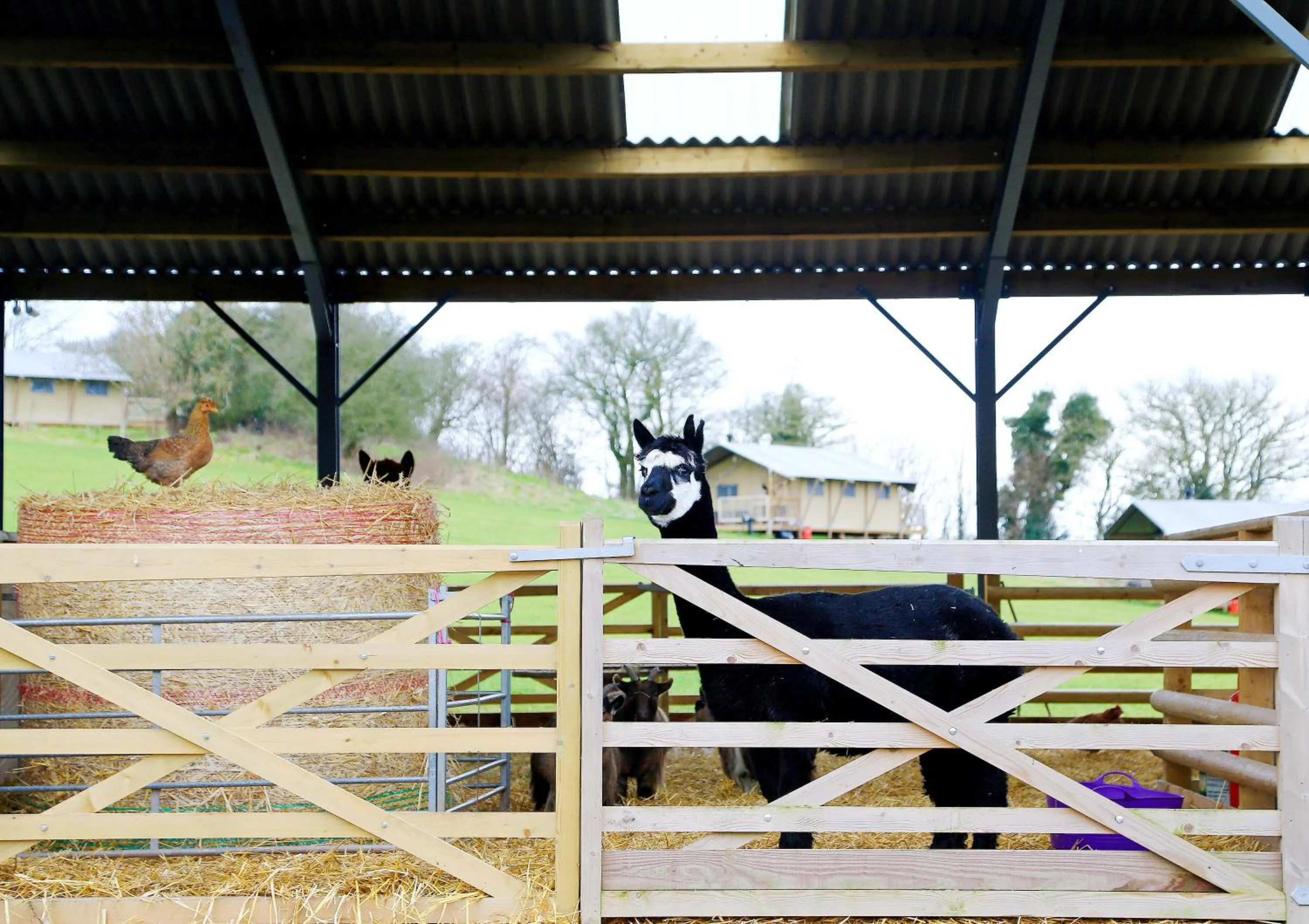 Animals in Drovers Rest Farm Stay