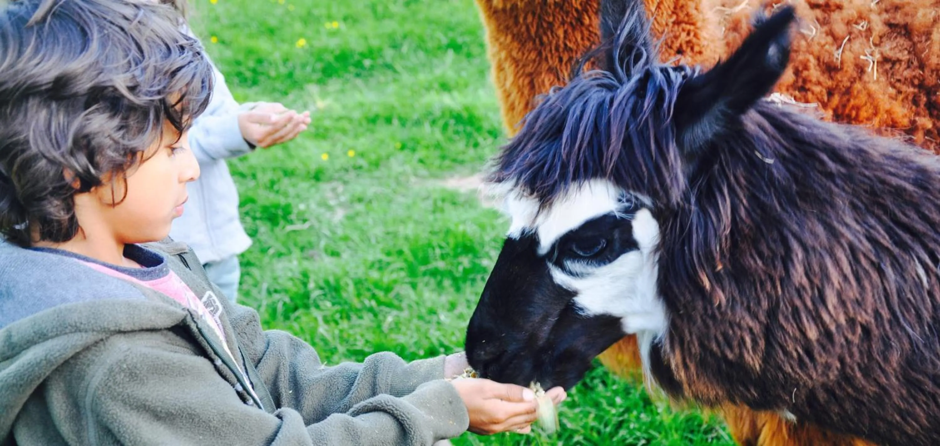 Activities in Drovers Rest Farm Stay