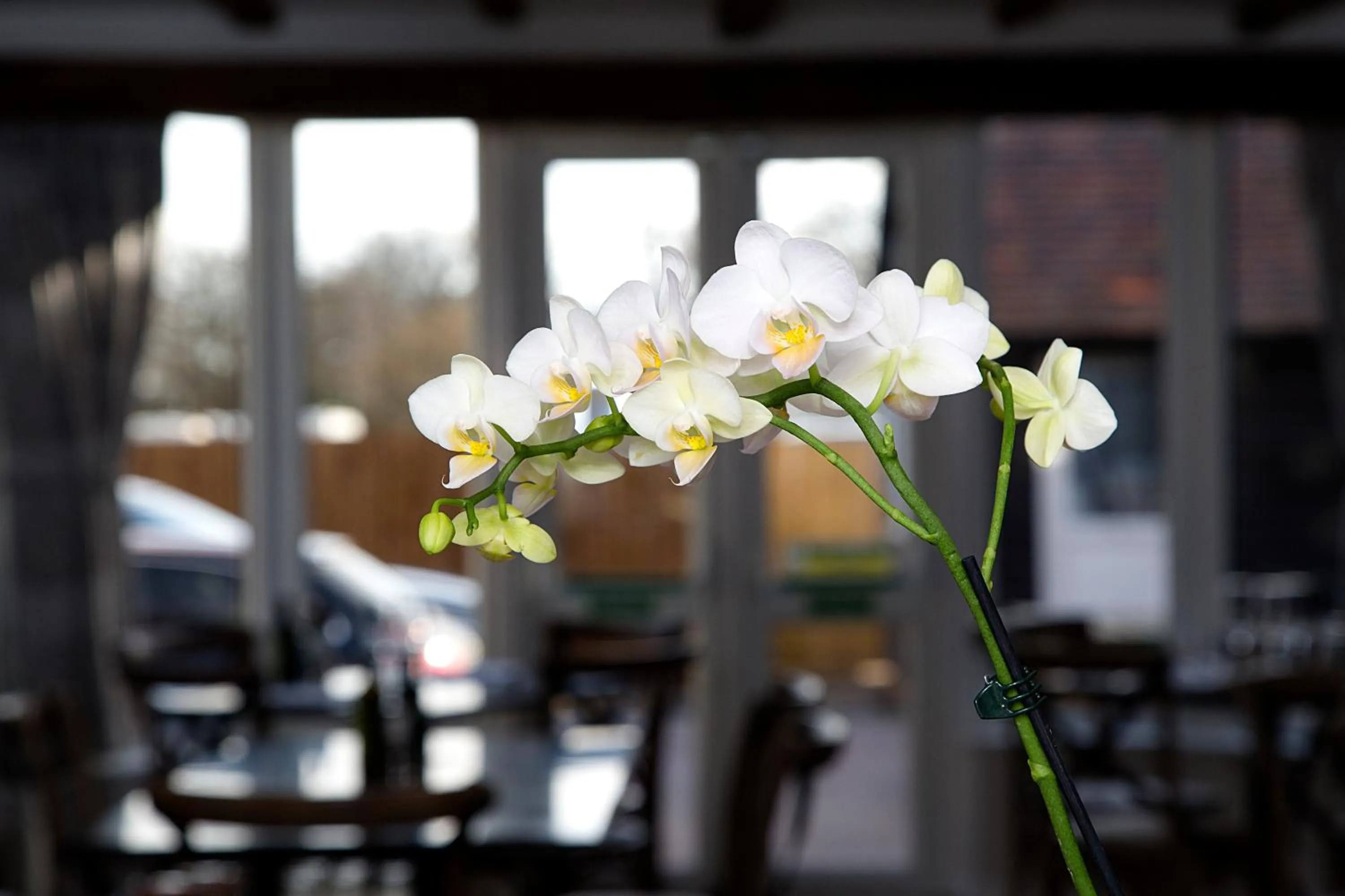 Day in The Maple Manor Hotel