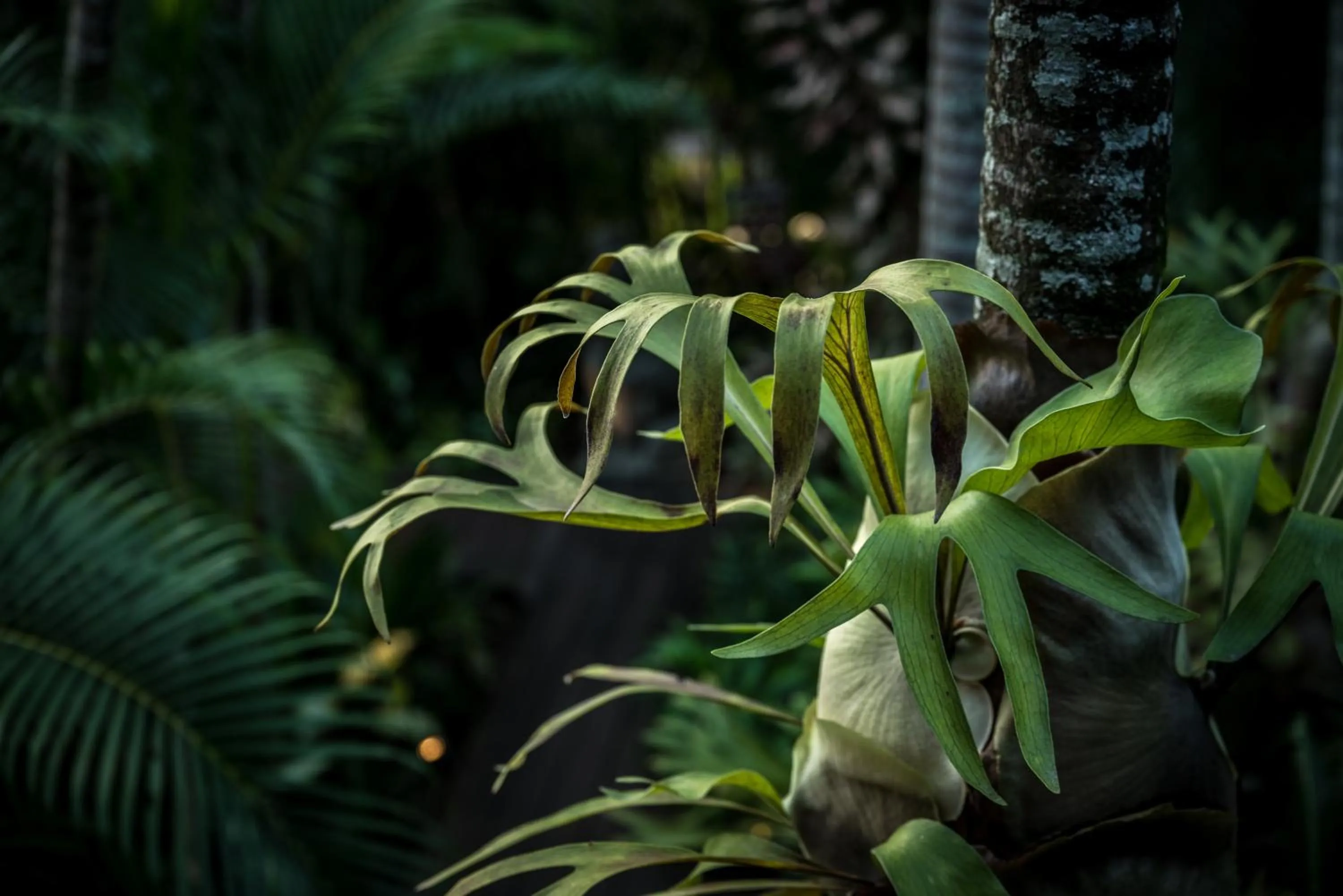 Garden in The Palms At Palm Cove