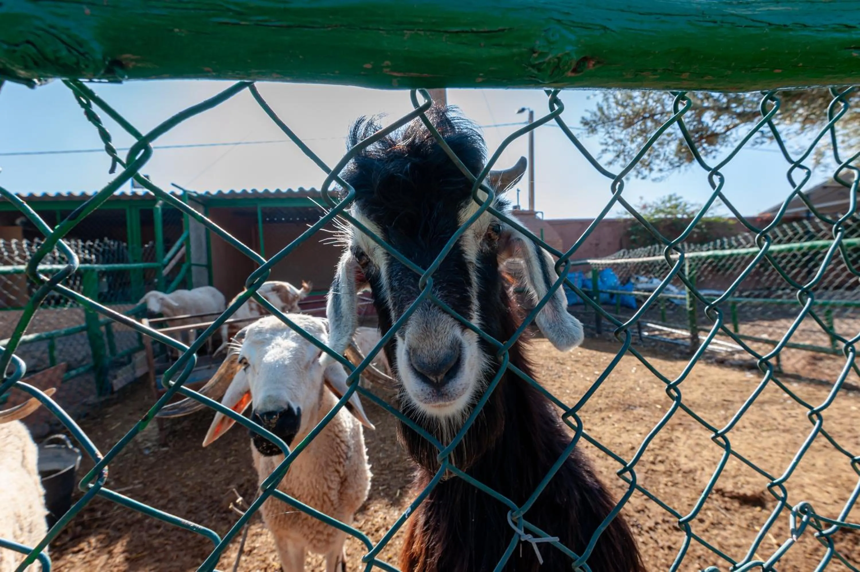 Day in Ferme Sidi Safou & Spa