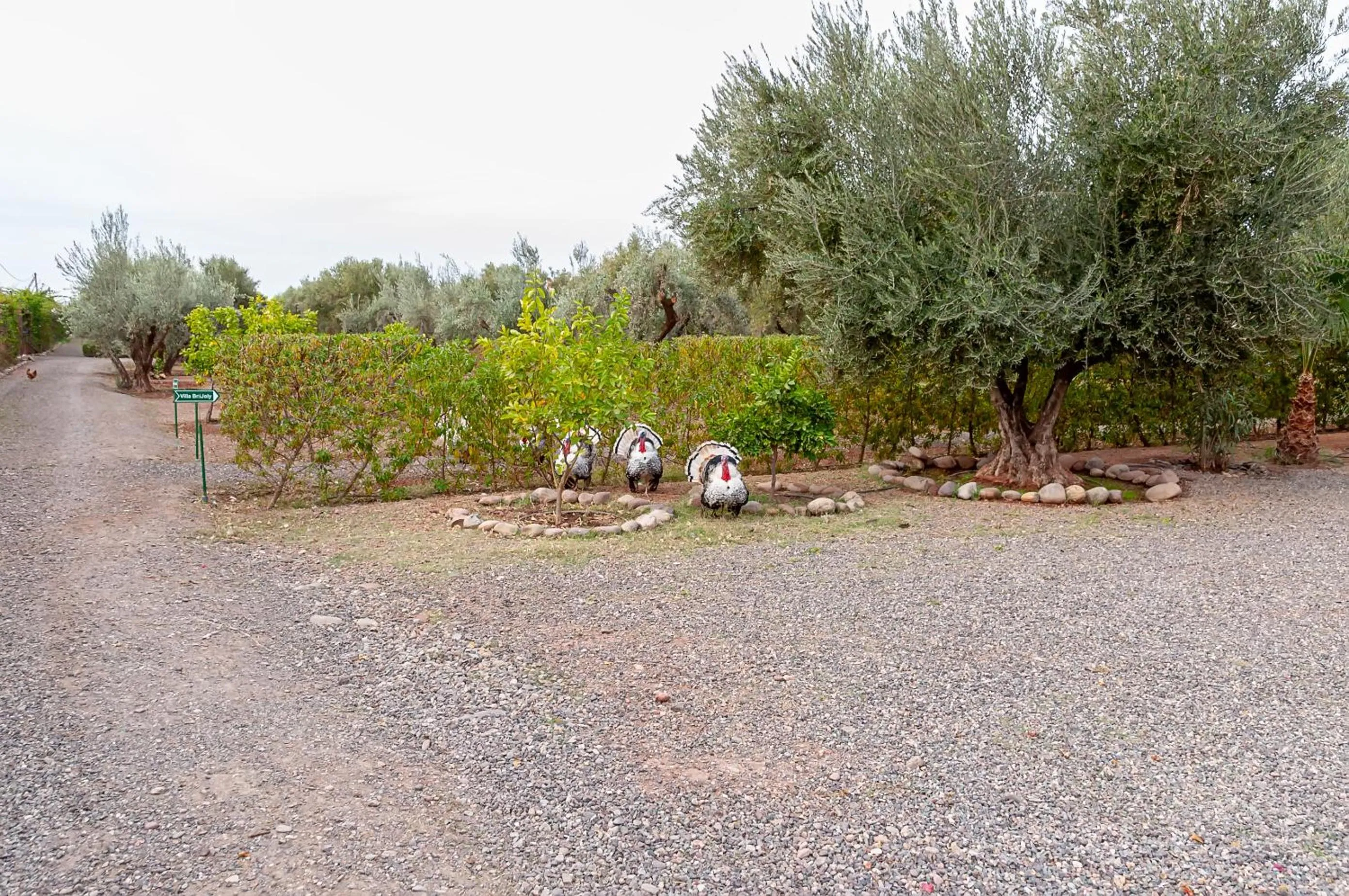 Spring in Ferme Sidi Safou & Spa