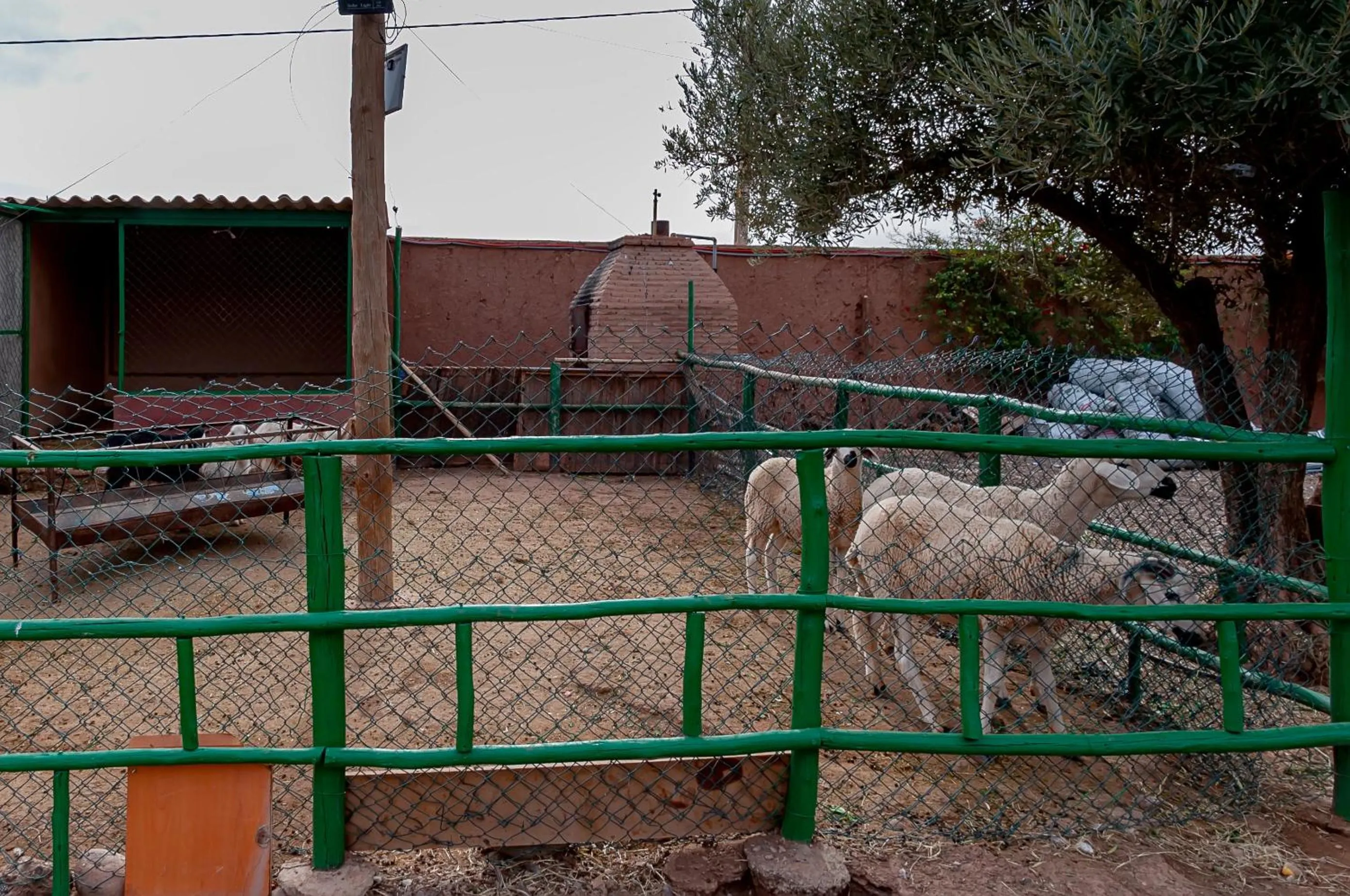 Animals in Ferme Sidi Safou & Spa