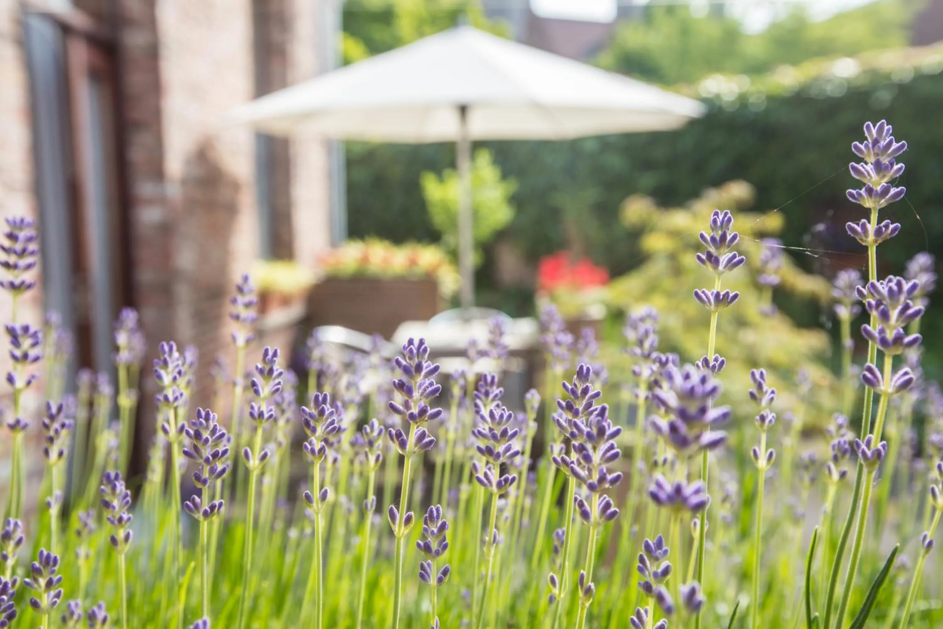 Spring in Bonobo Apartments