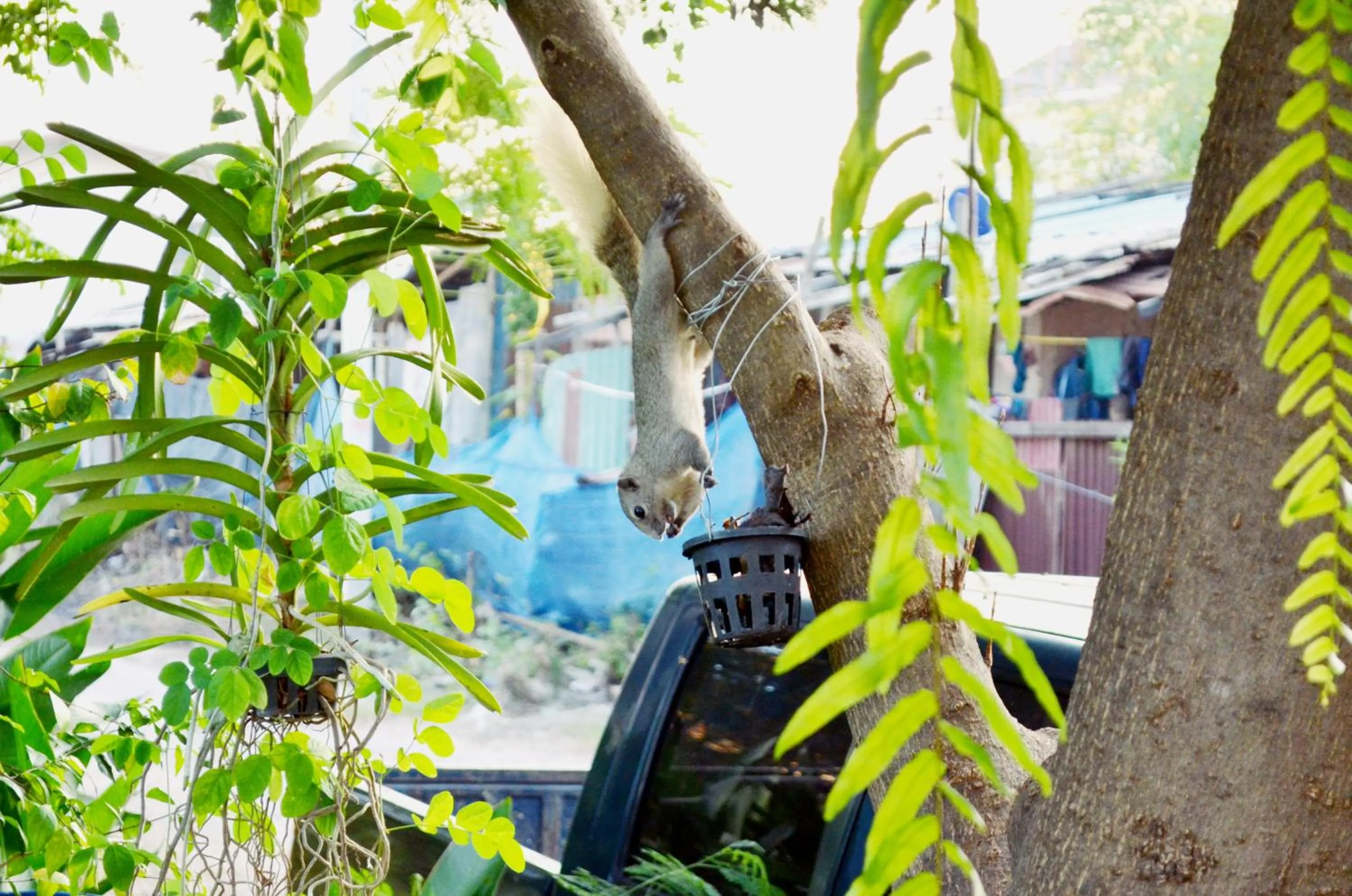 Garden in Early Bird Hostel Ayutthaya