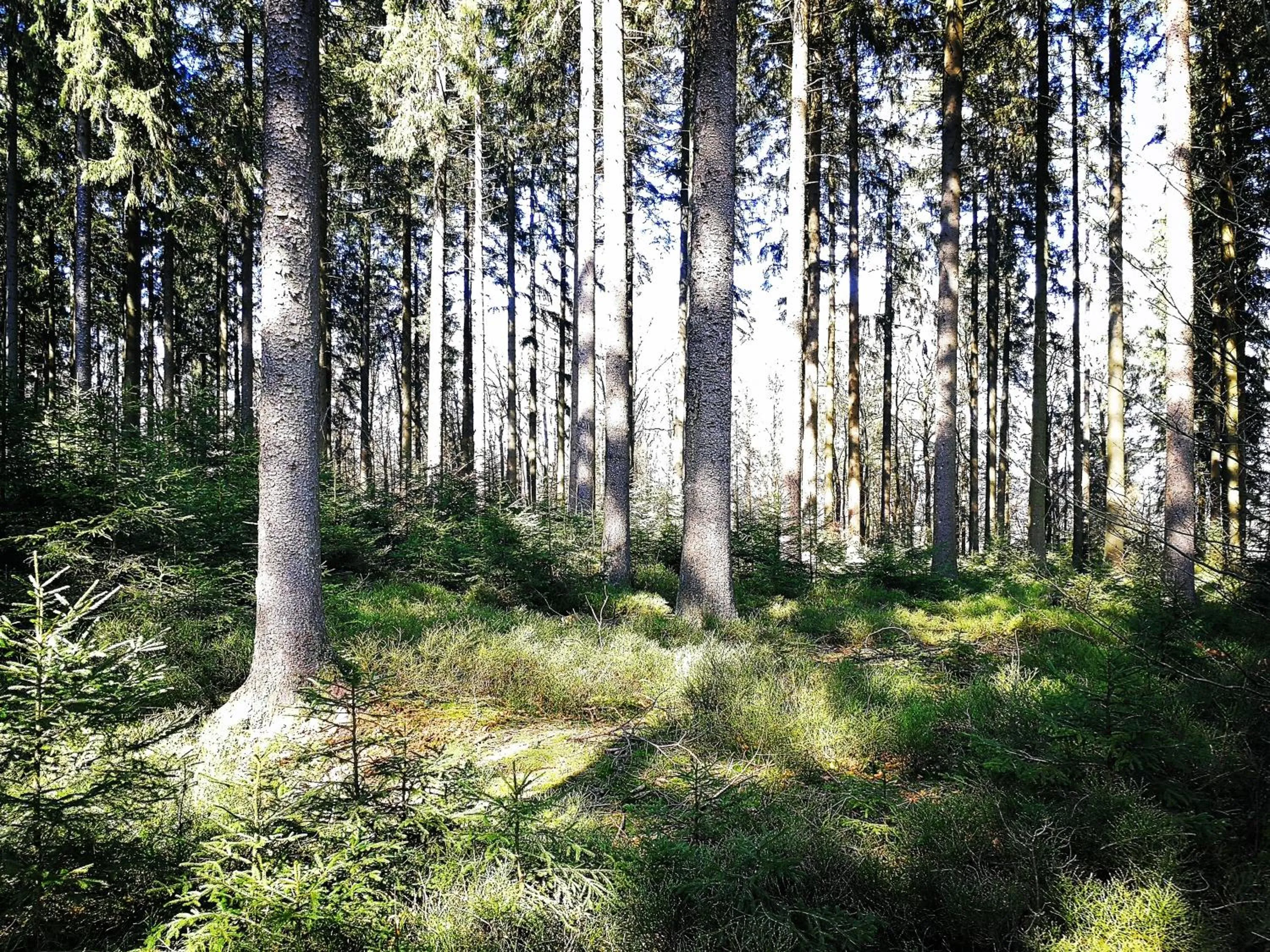 Natural landscape in Relax-Hotel Pip-Margraff