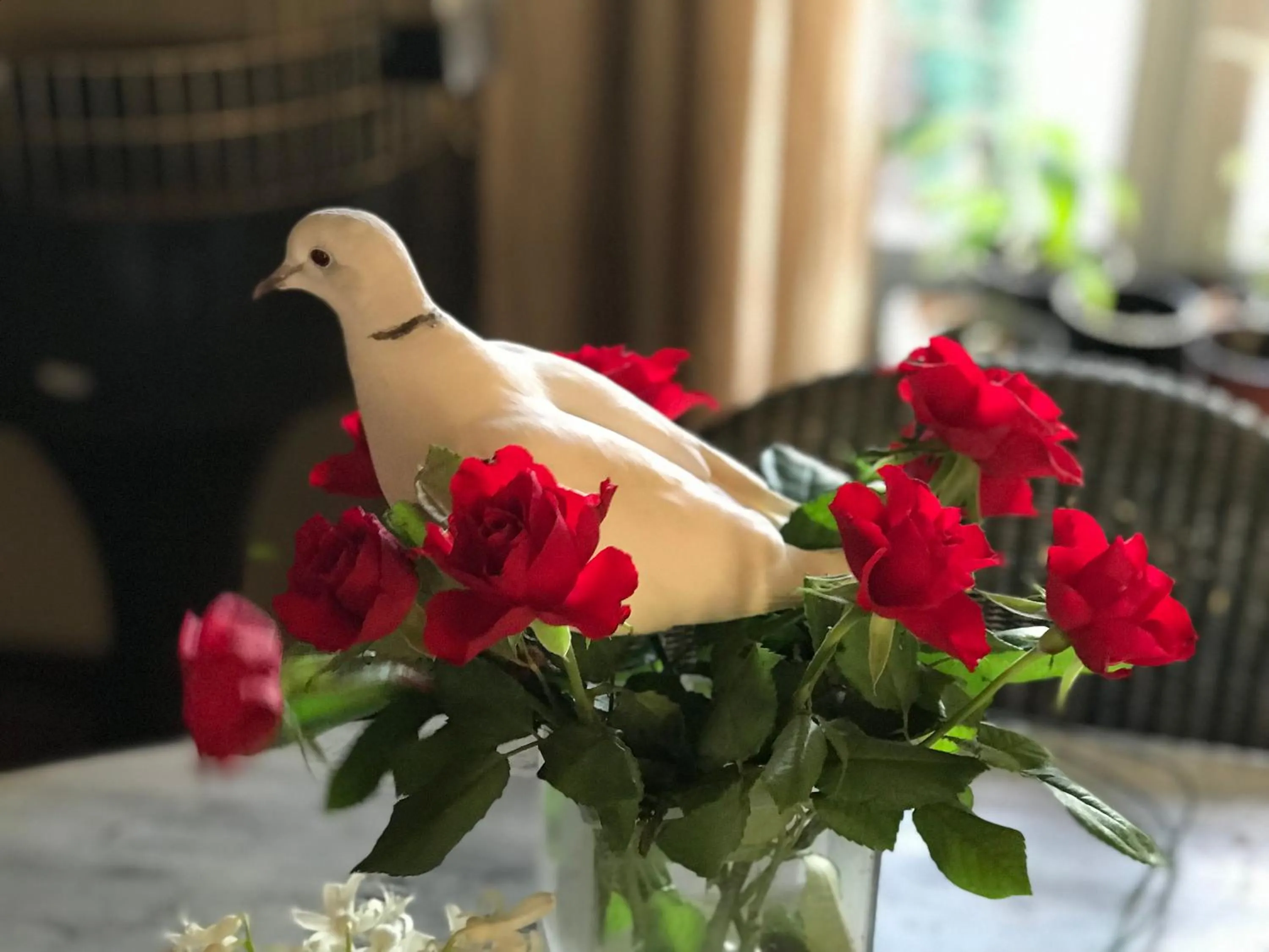 Animals in Le Peyrail