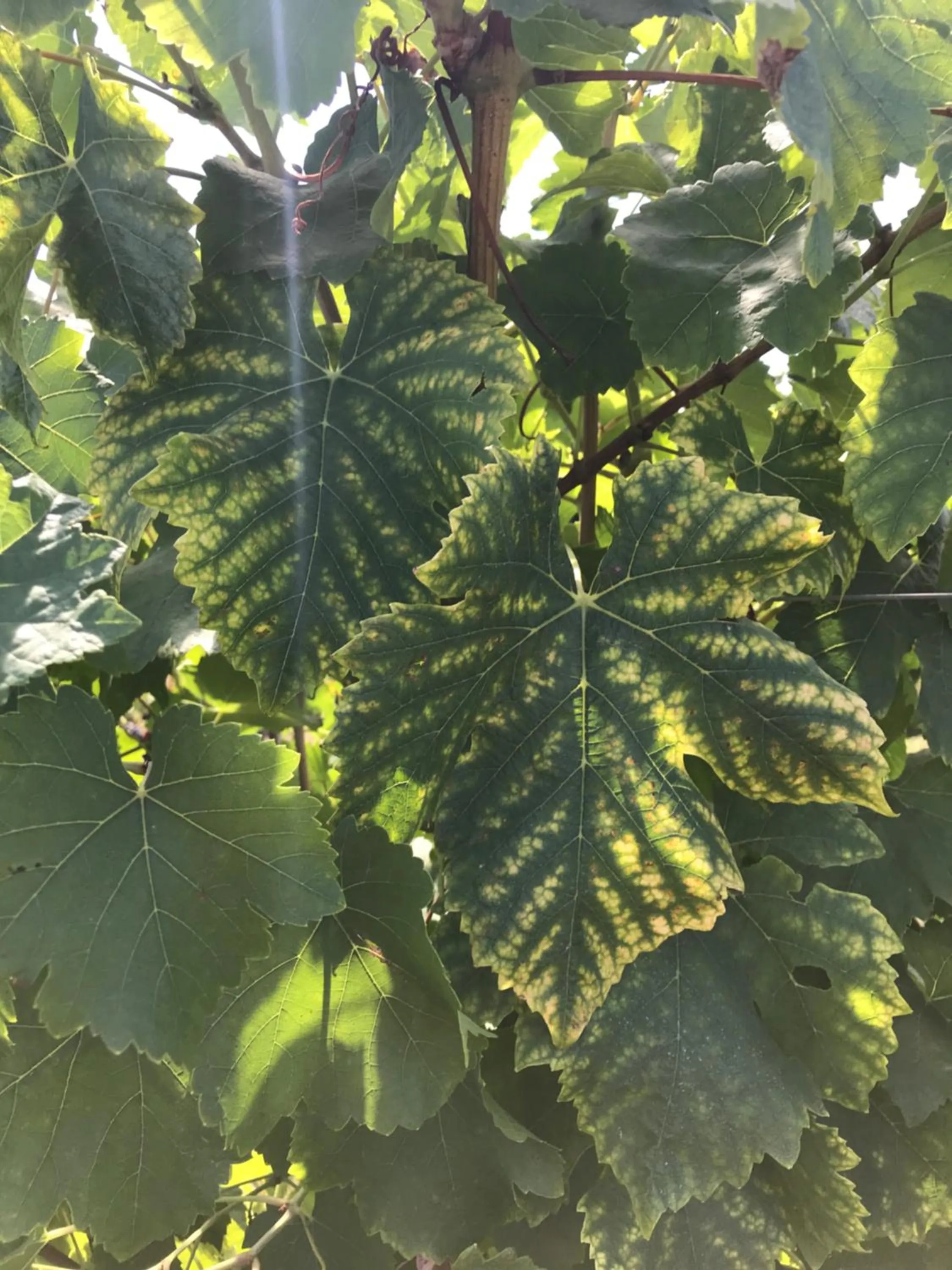 Garden in Le Peyrail