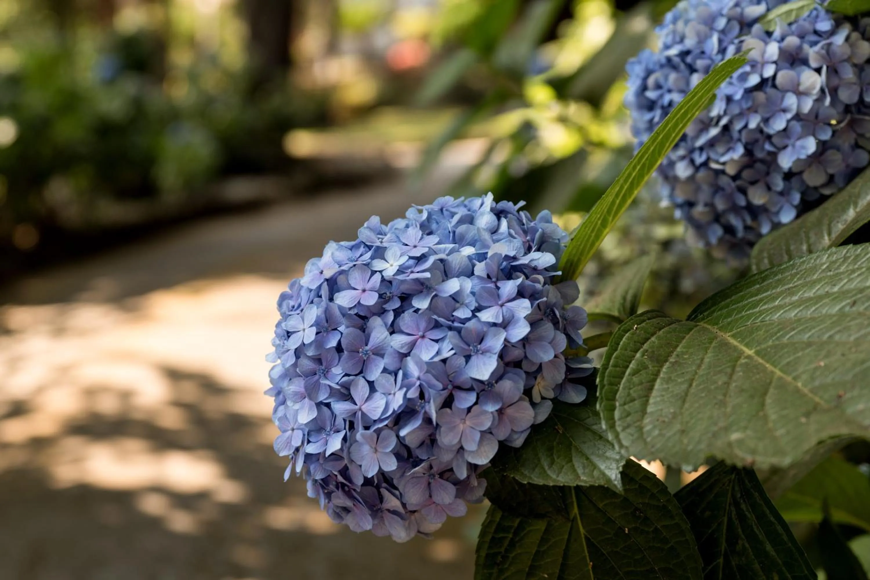 Garden in Du Parc Boutique Home