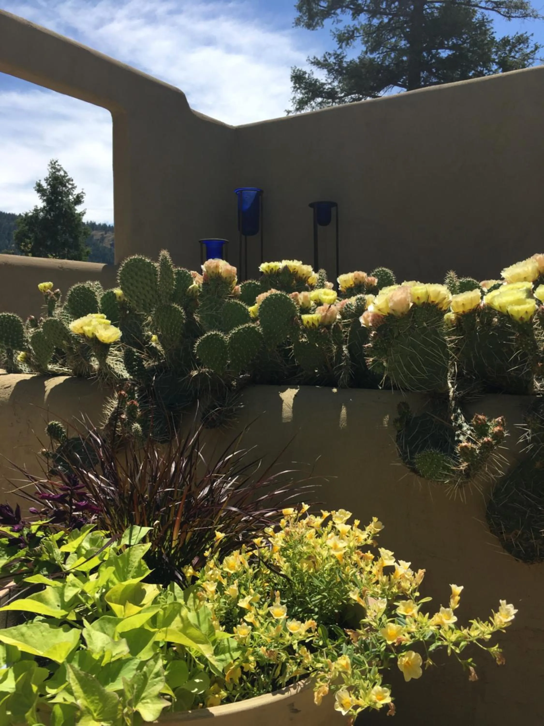 Garden in Casa Colina