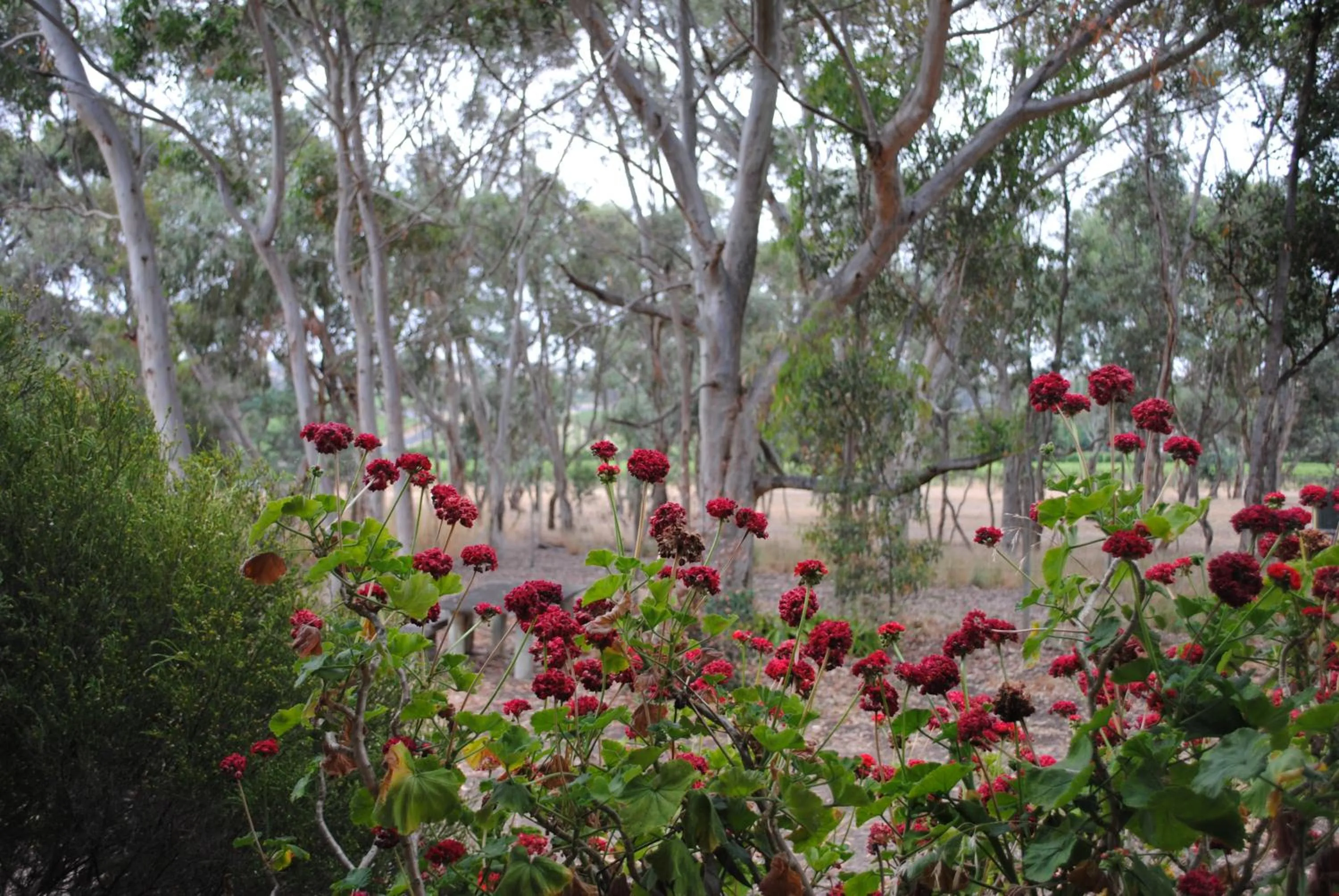 Garden in Padthaway Caravan Park