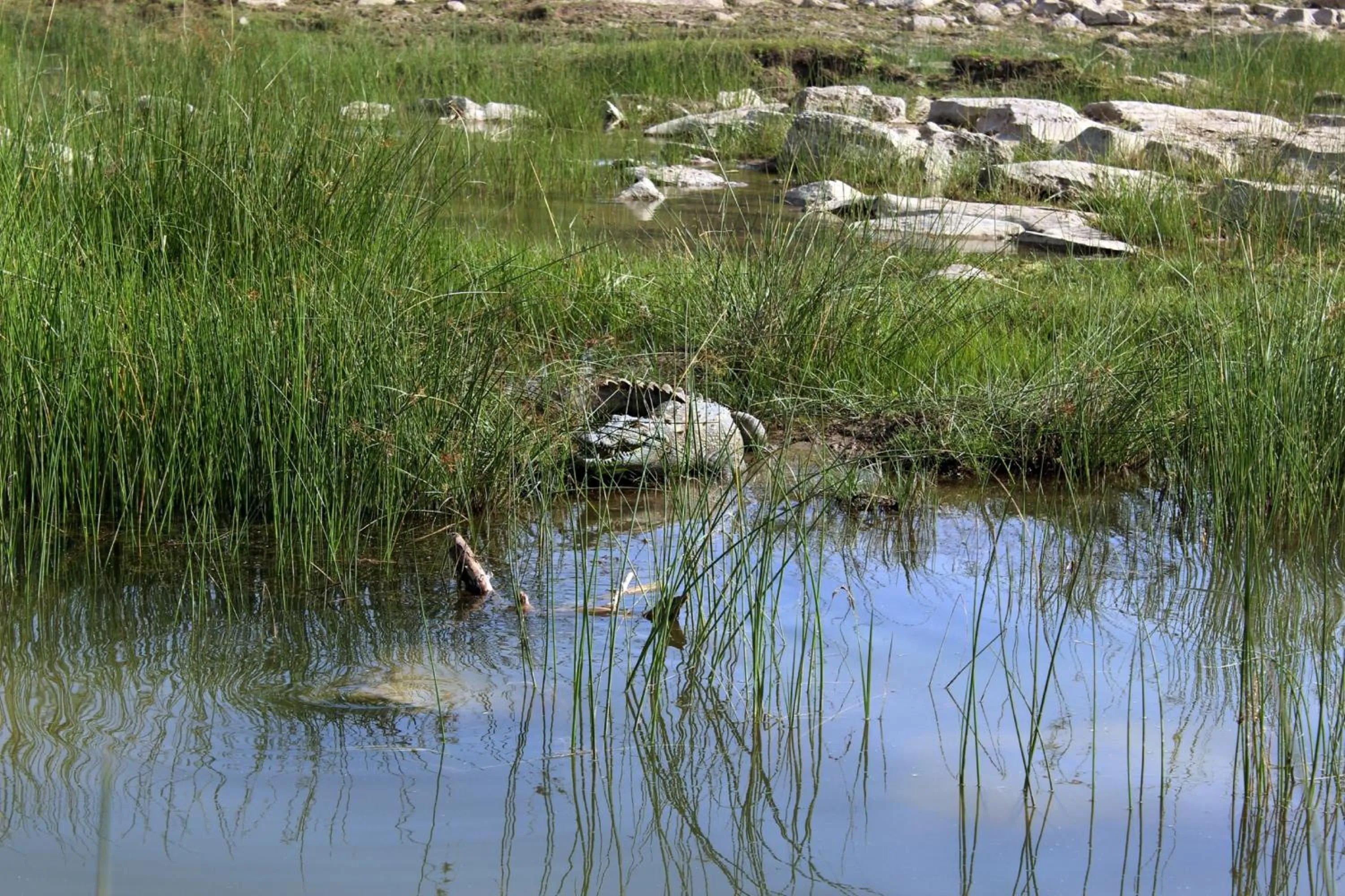 Animals in Bhadrawati - A Riverside Safari Lodge Ranthambore