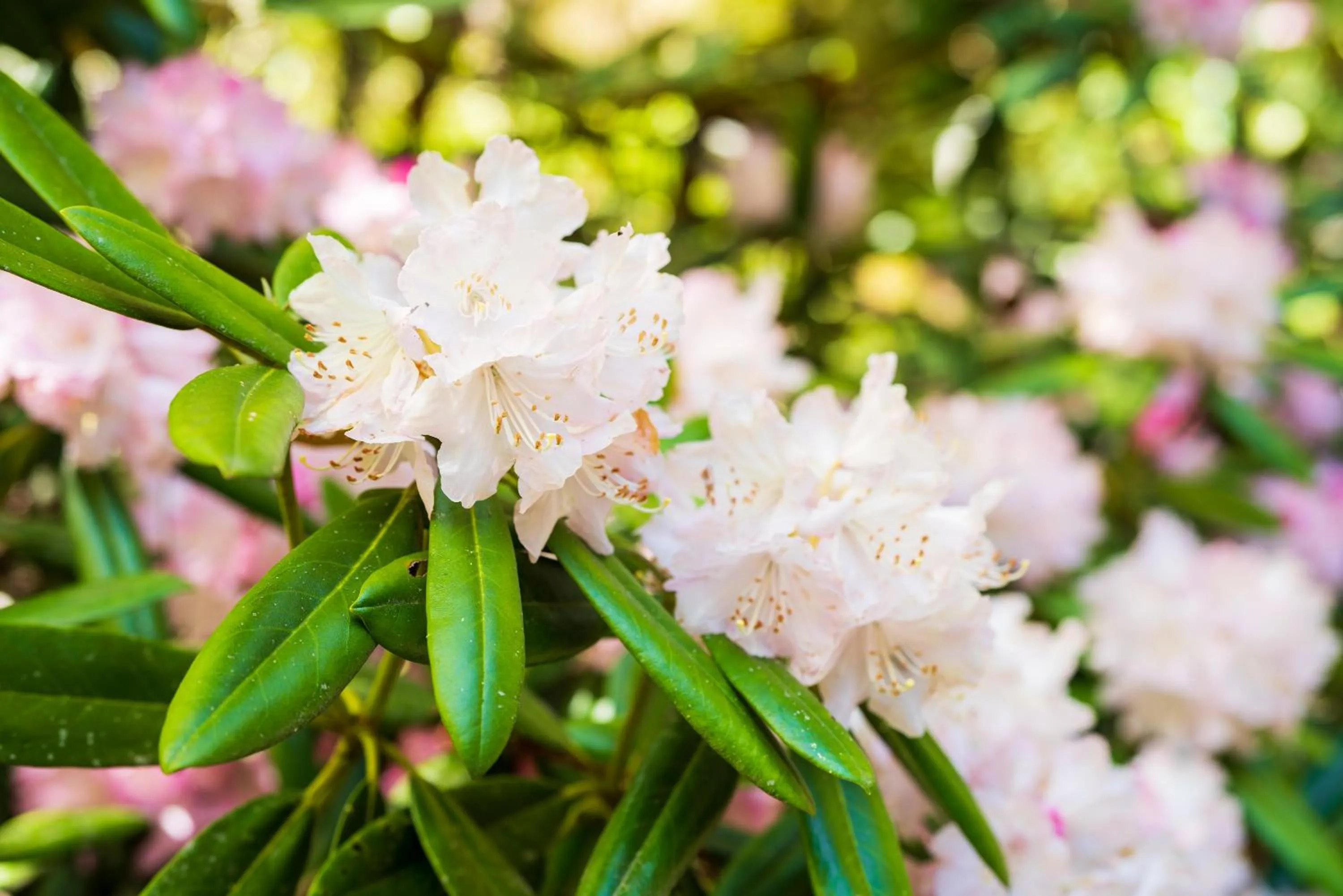 On site in Auberge Funoki