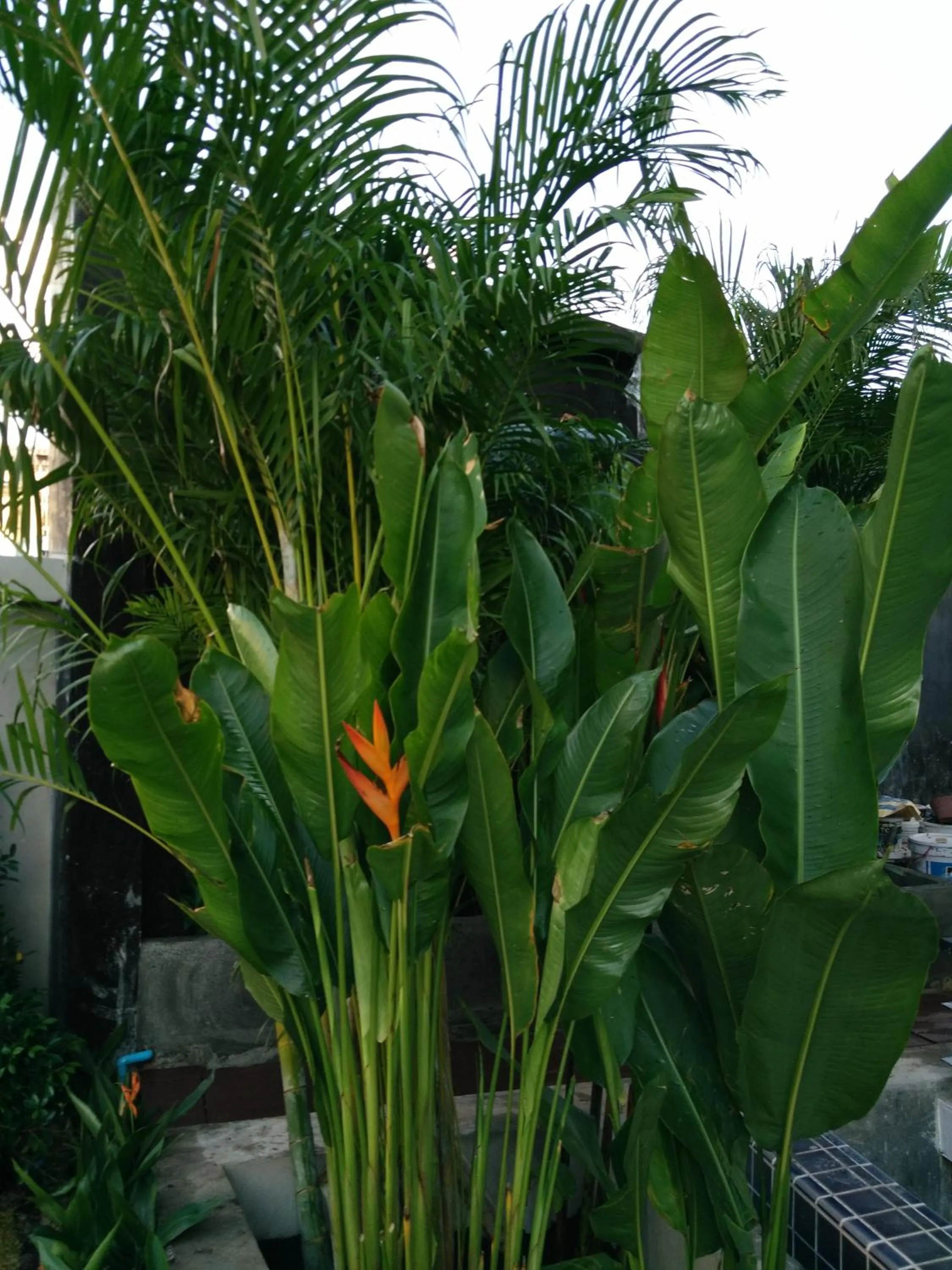 Natural landscape in Hotel De Nara