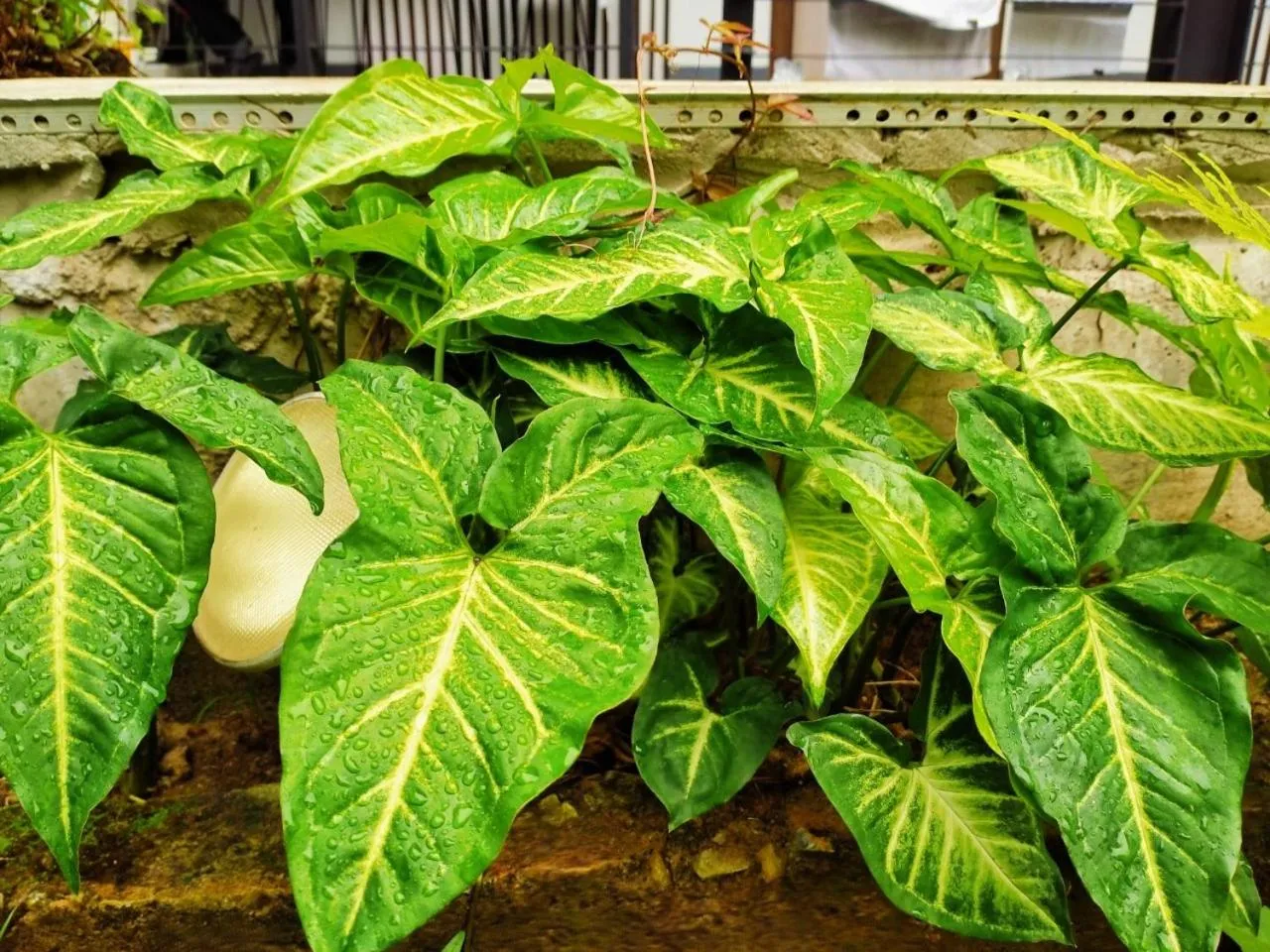 Garden in Hotel De Nara