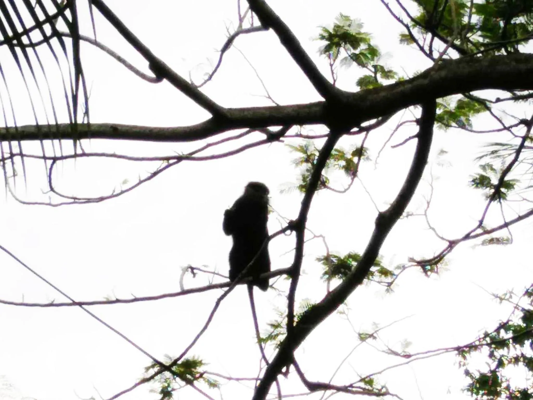 Bird's eye view in Windy Garden