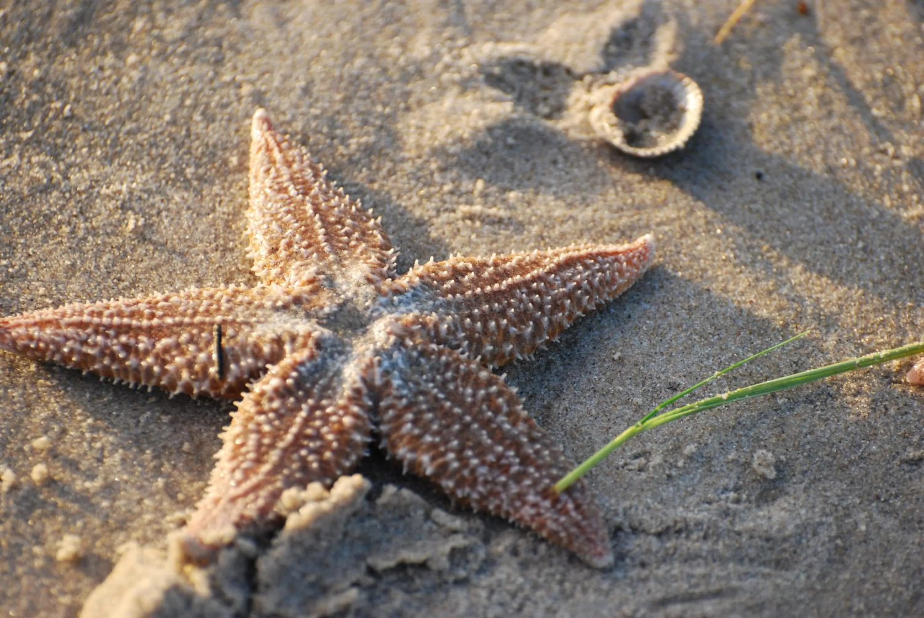 Decorative detail in B&B Idylle aan Zee incl 2 Wellnessstudios