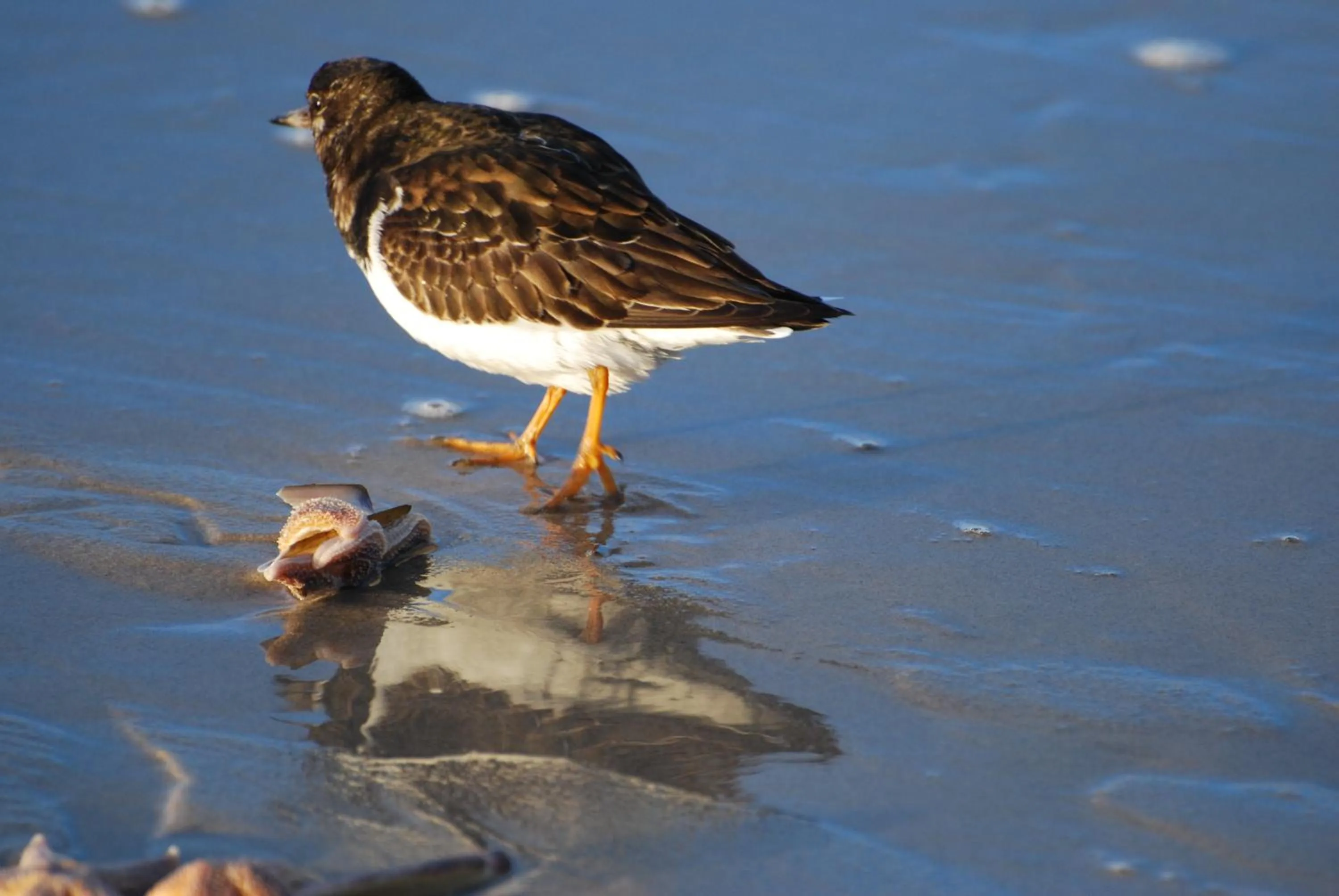 Beach in B&B Idylle aan Zee incl 2 Wellnessstudios