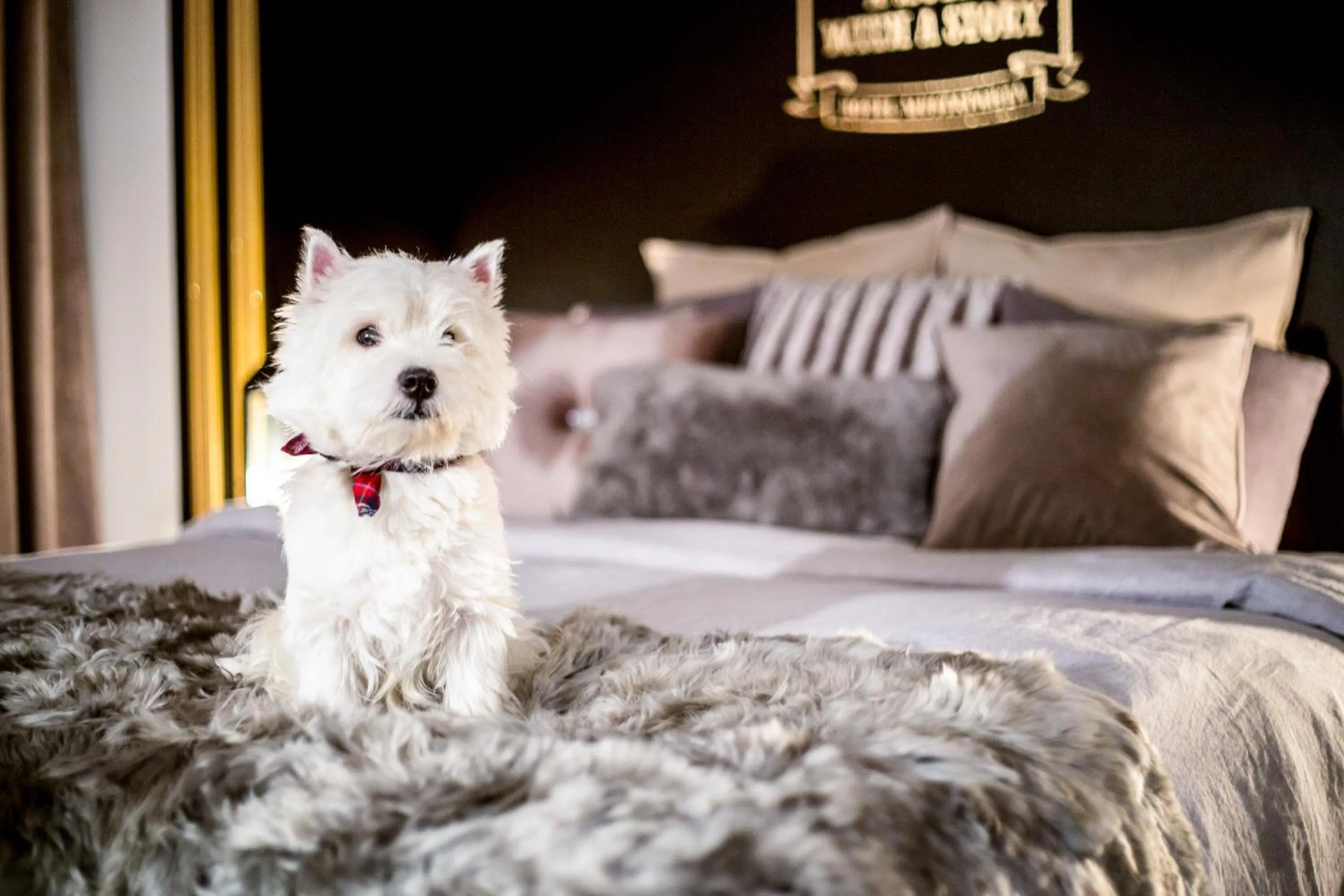 Pets, Bed in Boutique Hotel Mustaparta