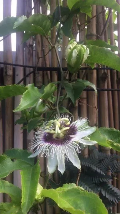 Baan Boom Boxes Eco Friendly Resort