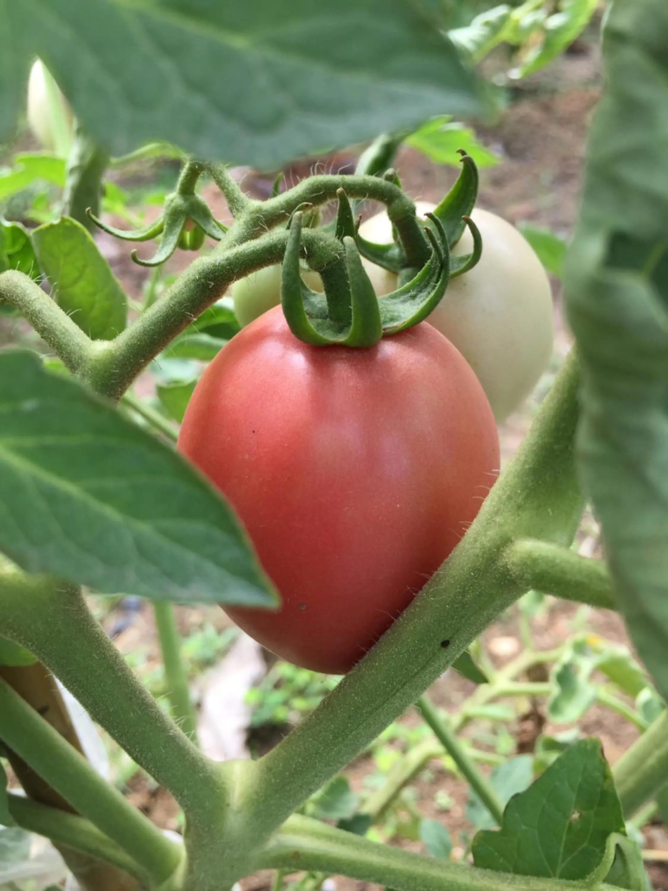 Baan Boom Boxes Eco Friendly Resort