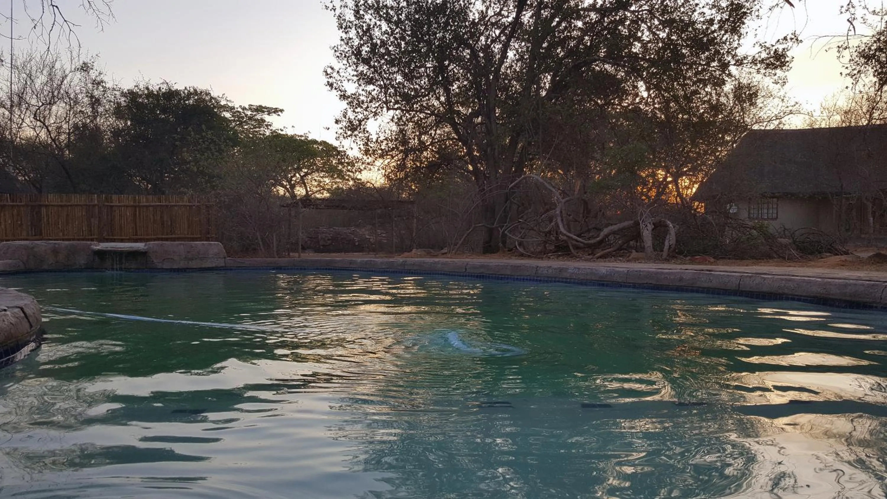 Swimming pool in Awelani Lodge