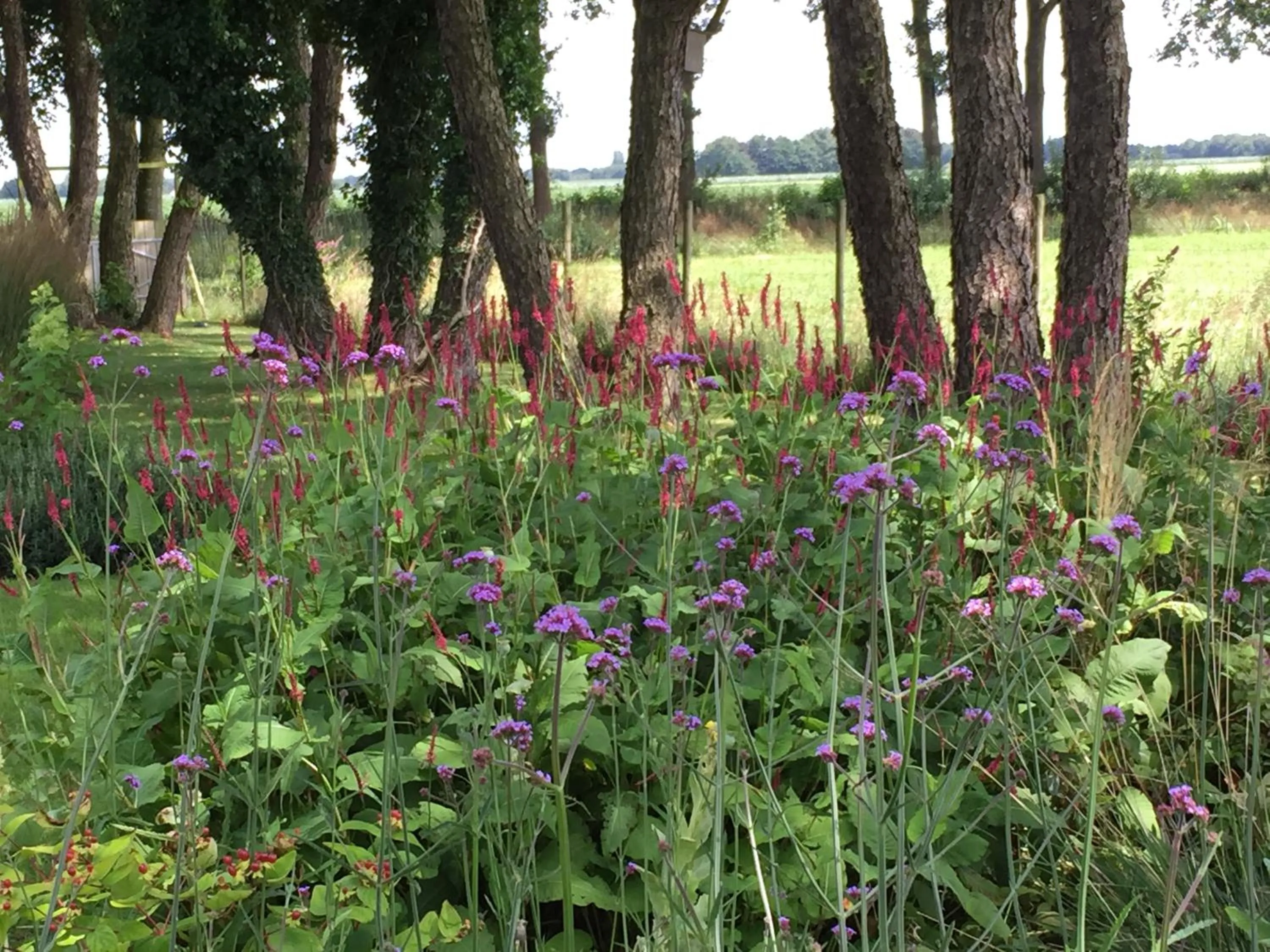 Summer in De Porrepoele