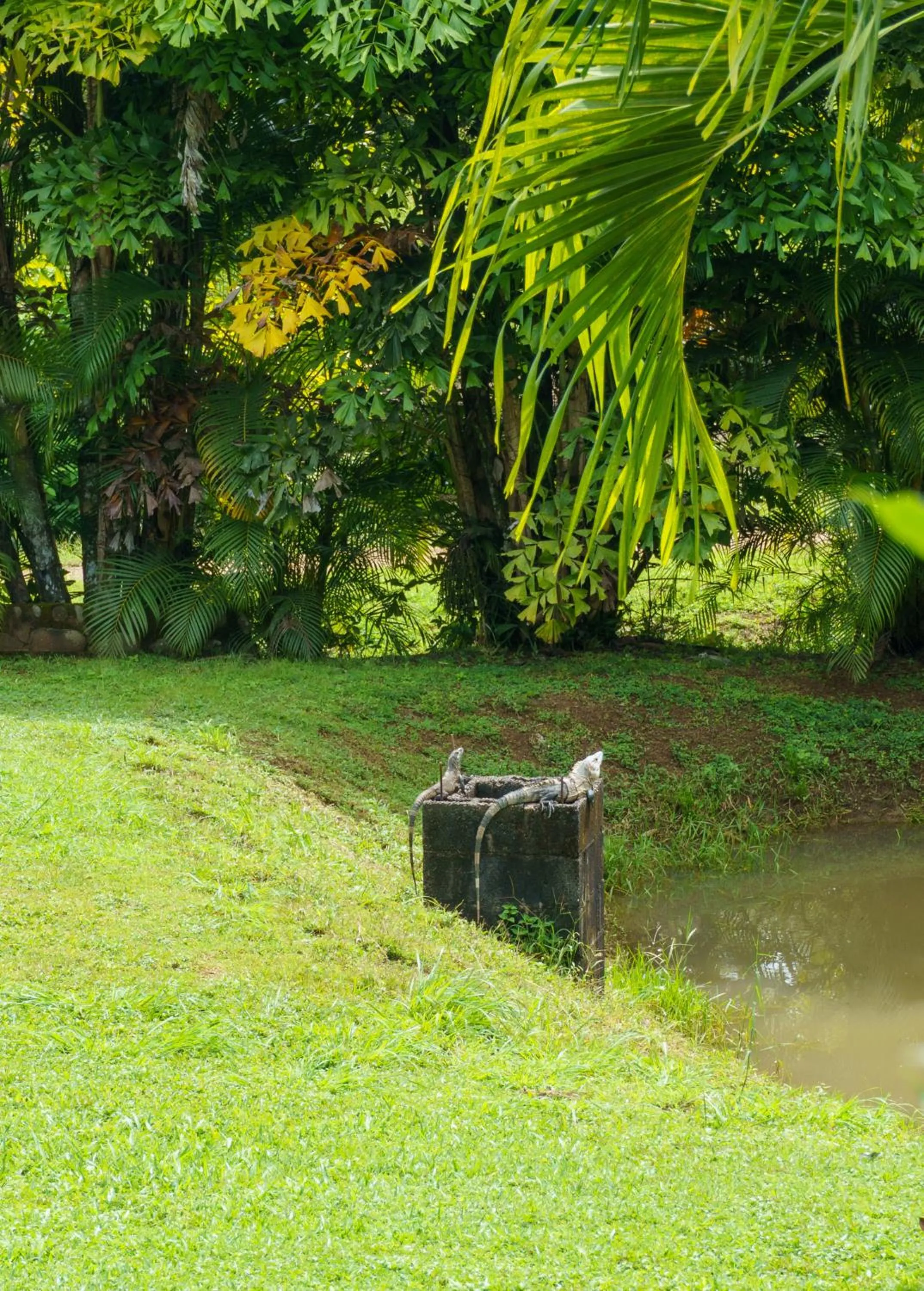 Animals in Jodokus Inn