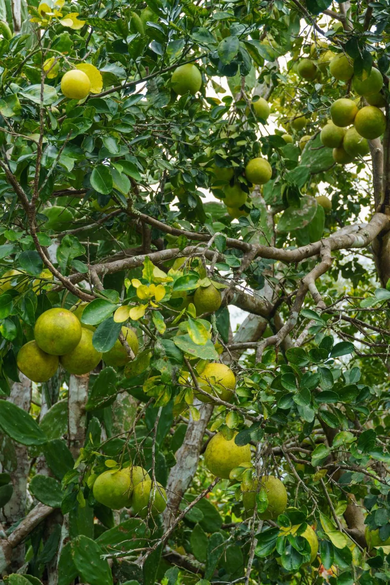 Natural landscape in Jodokus Inn