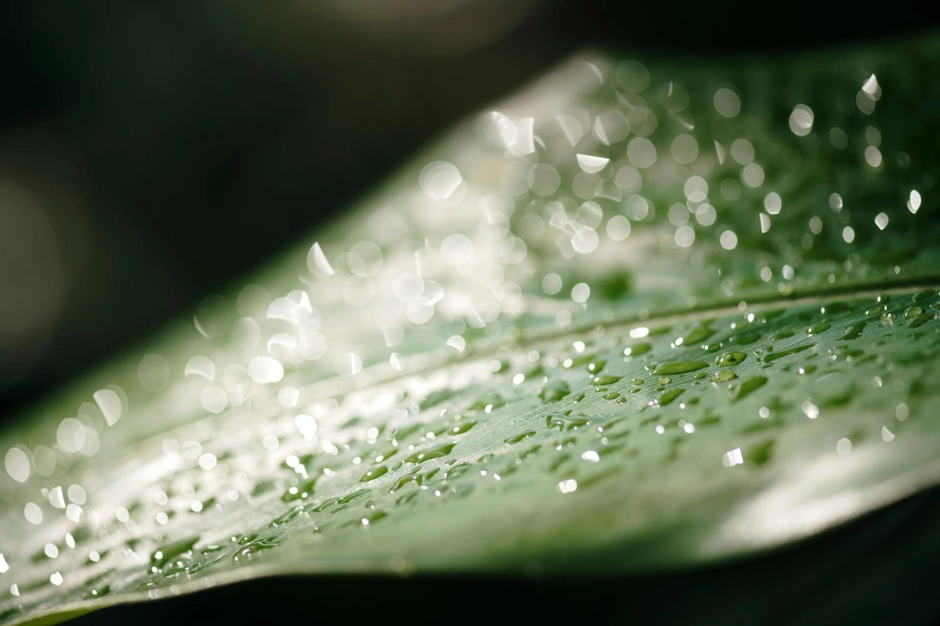 View (from property/room) in Sandals Grande St. Lucian Spa and Beach All Inclusive Resort - Couples Only